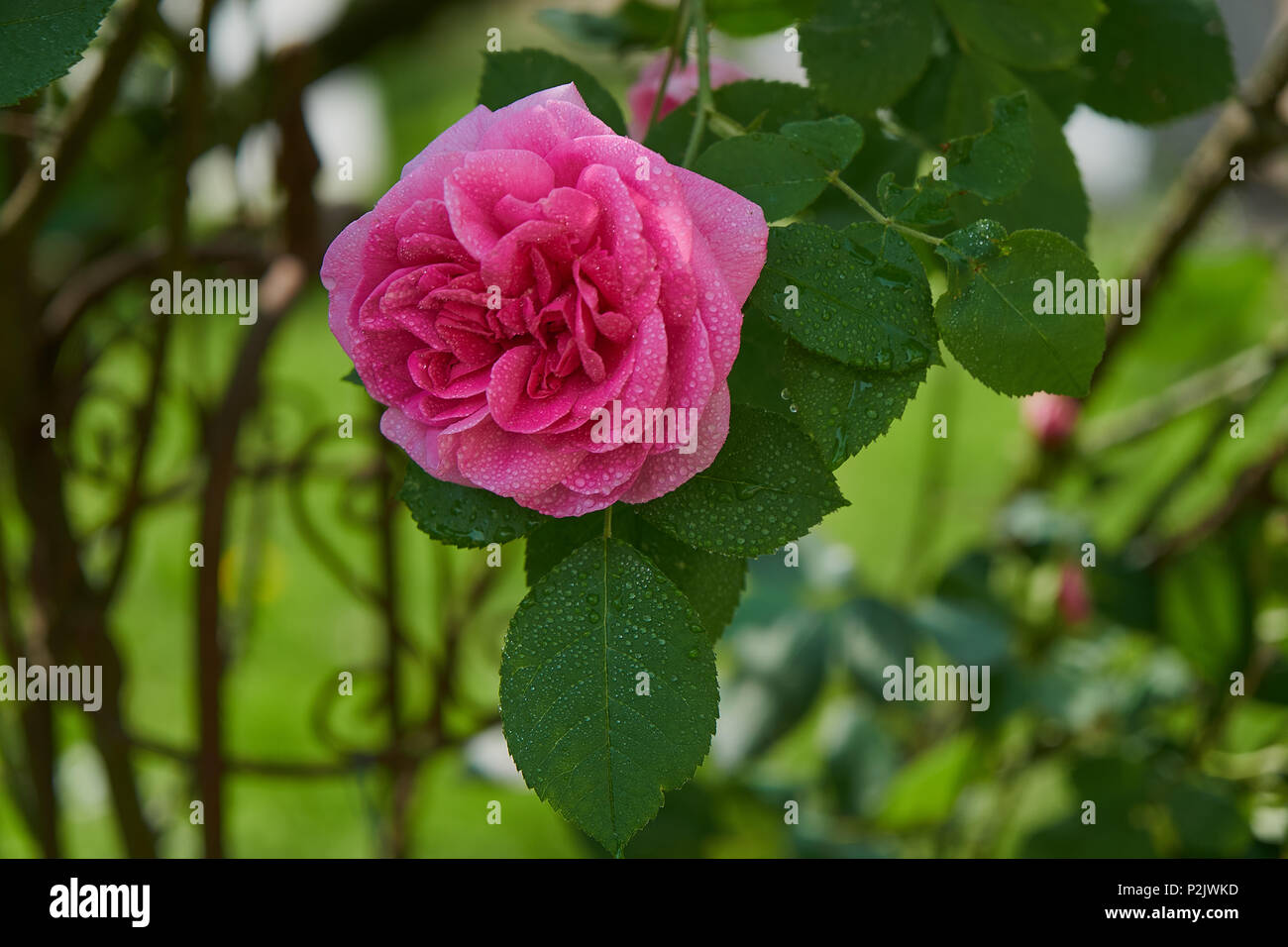 Beautiful pink rose with water drops Stock Photo - Alamy