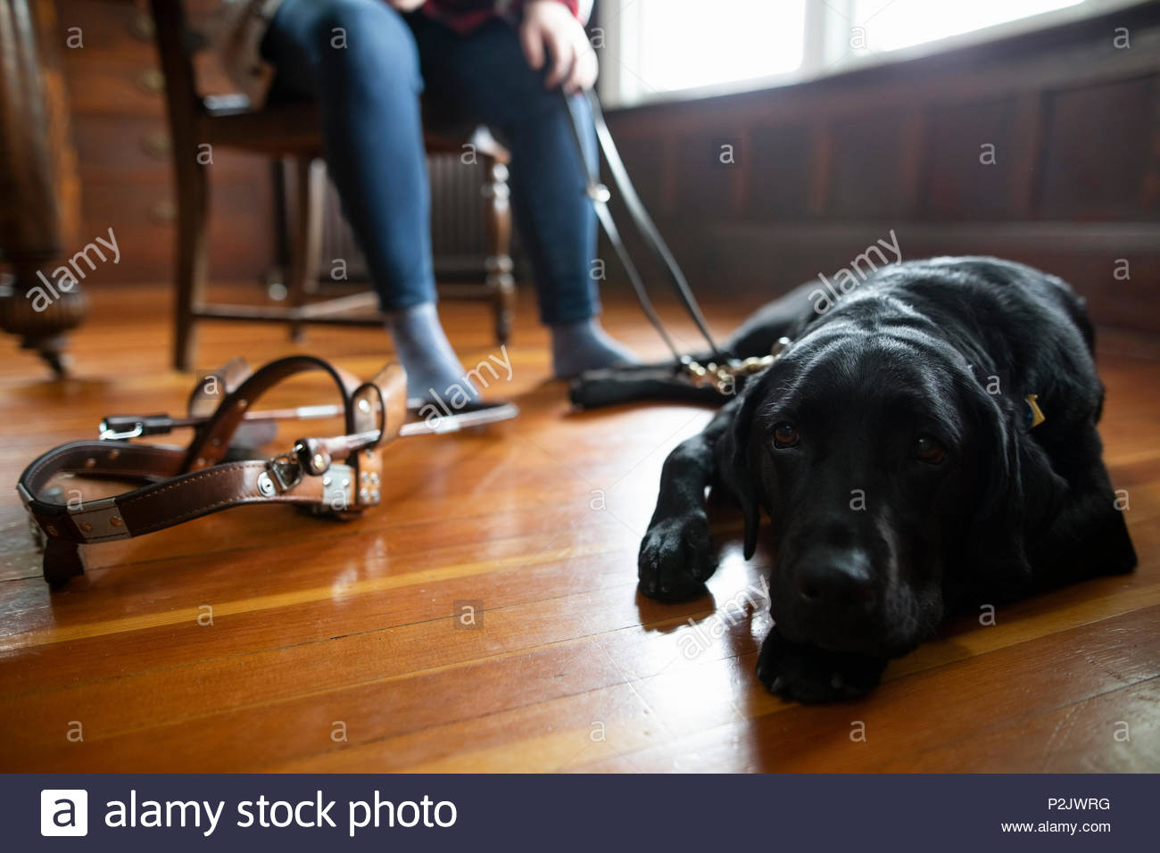 Black seeing eye dog laying on hardwood floor Stock Photo