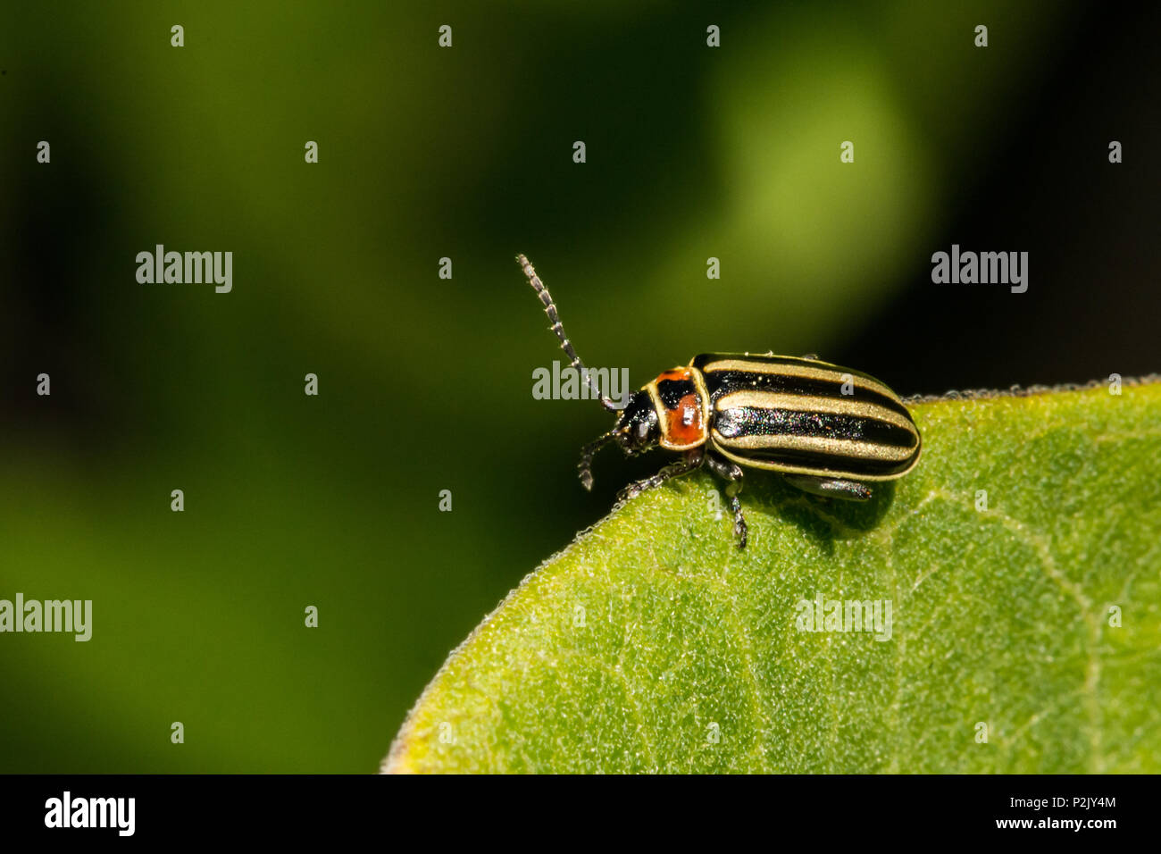 Pigweed Flea Beetle (Disonycha glabrata) Stock Photo