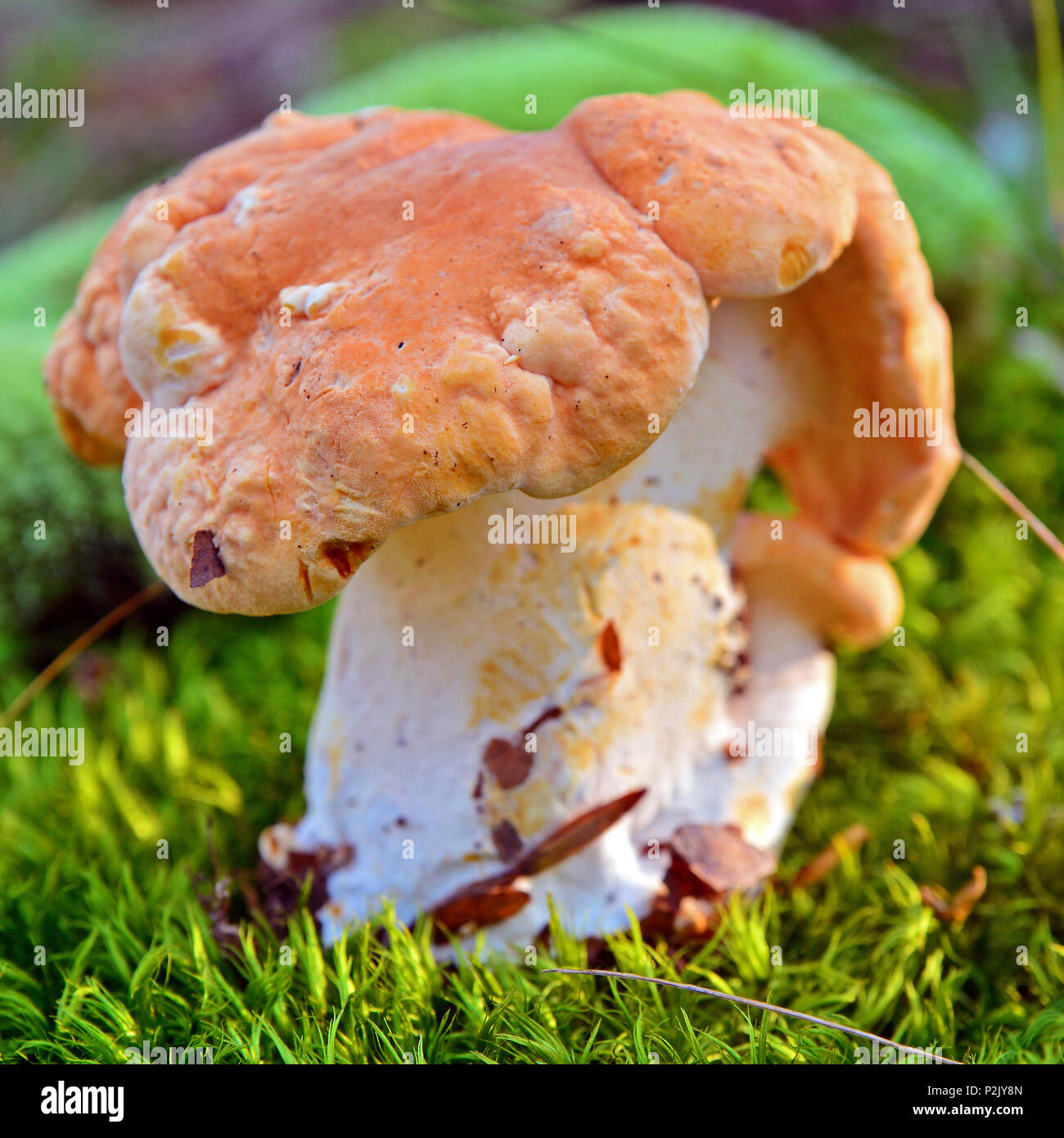 hydnum rufescens mushrooms in the forest Stock Photo
