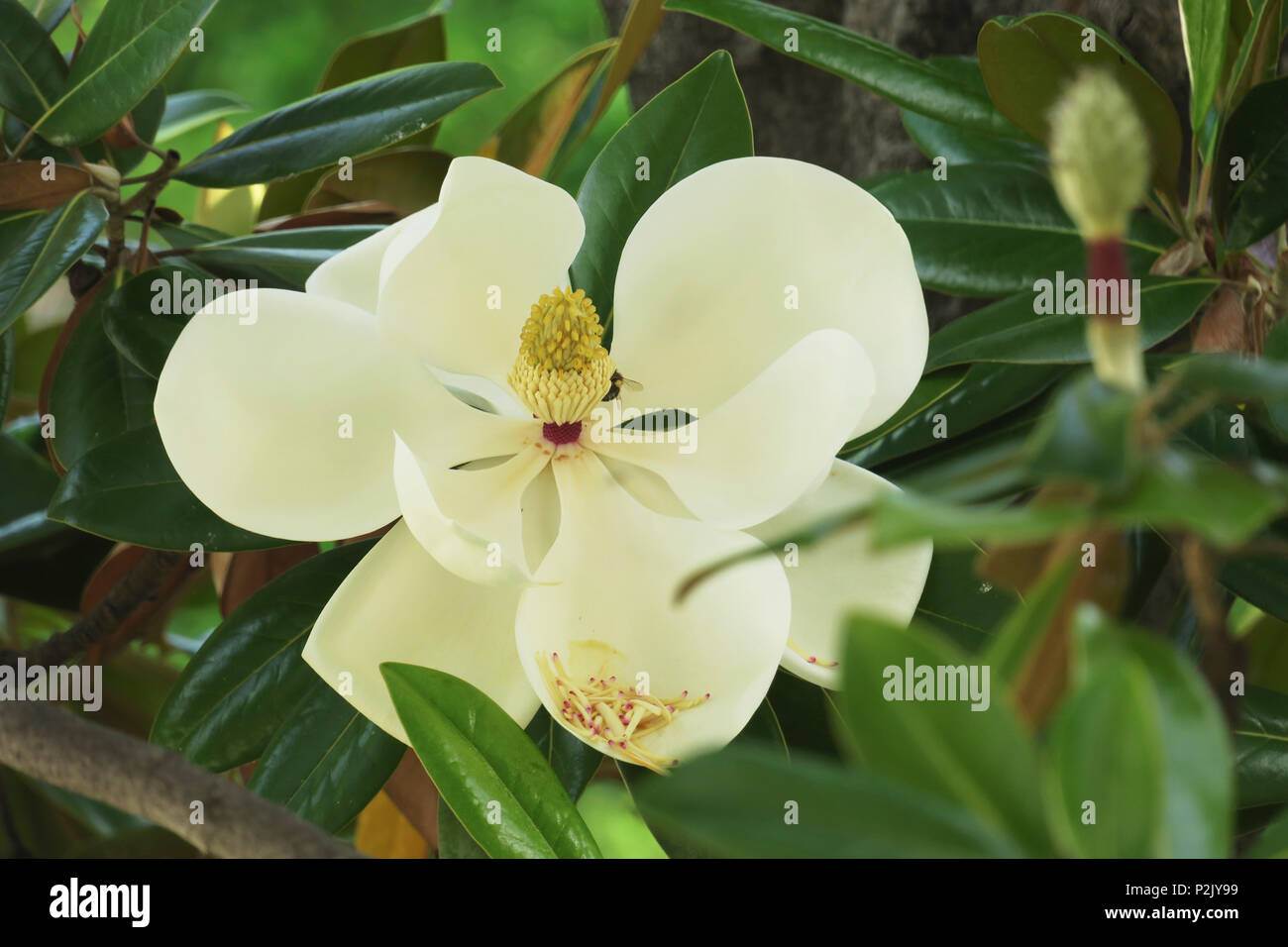 Bees collecting pollen from the Magnolia Grandiflora flower, also known