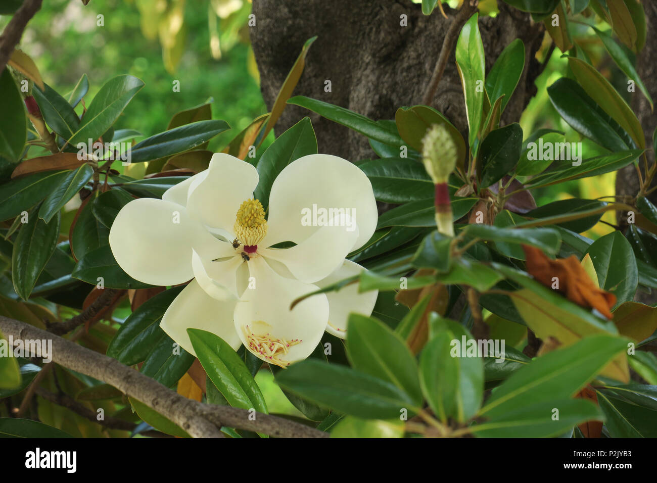 Bees collecting pollen from the Magnolia Grandiflora flower, also known