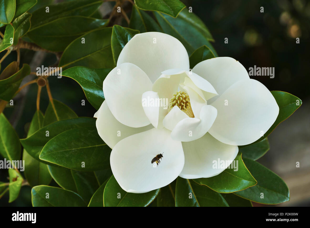 Bees collecting pollen from the Magnolia Grandiflora flower, also known