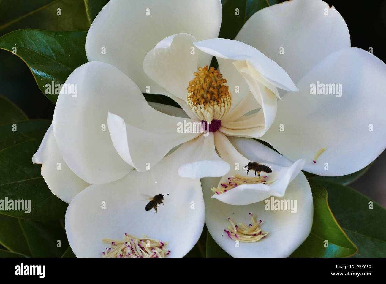 Bees collecting pollen from the Magnolia Grandiflora flower, also known