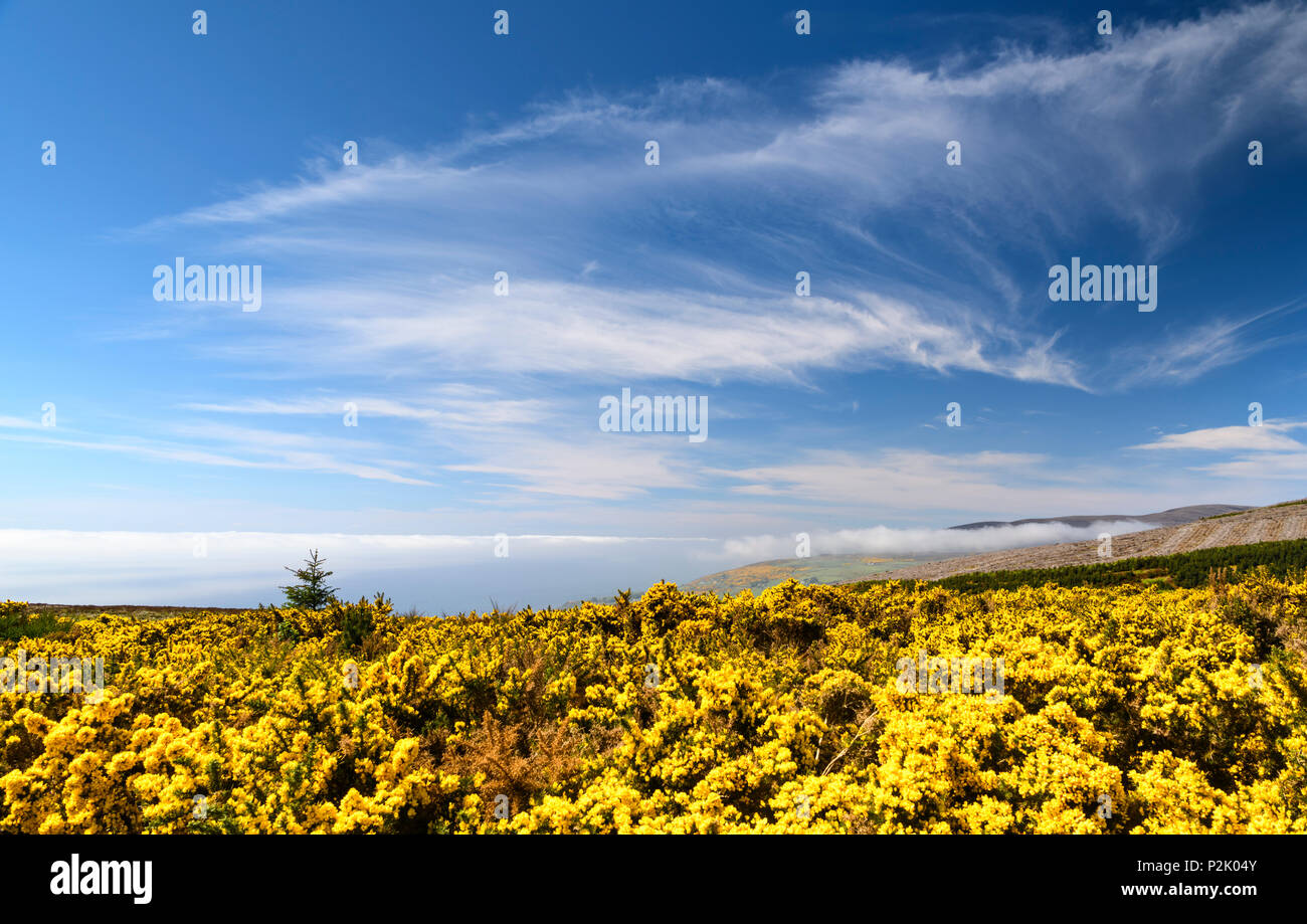 Looking down on a sea fret or haar on the east coast of scotland near Helmsdale, Scotland. 27 May 2018 Stock Photo