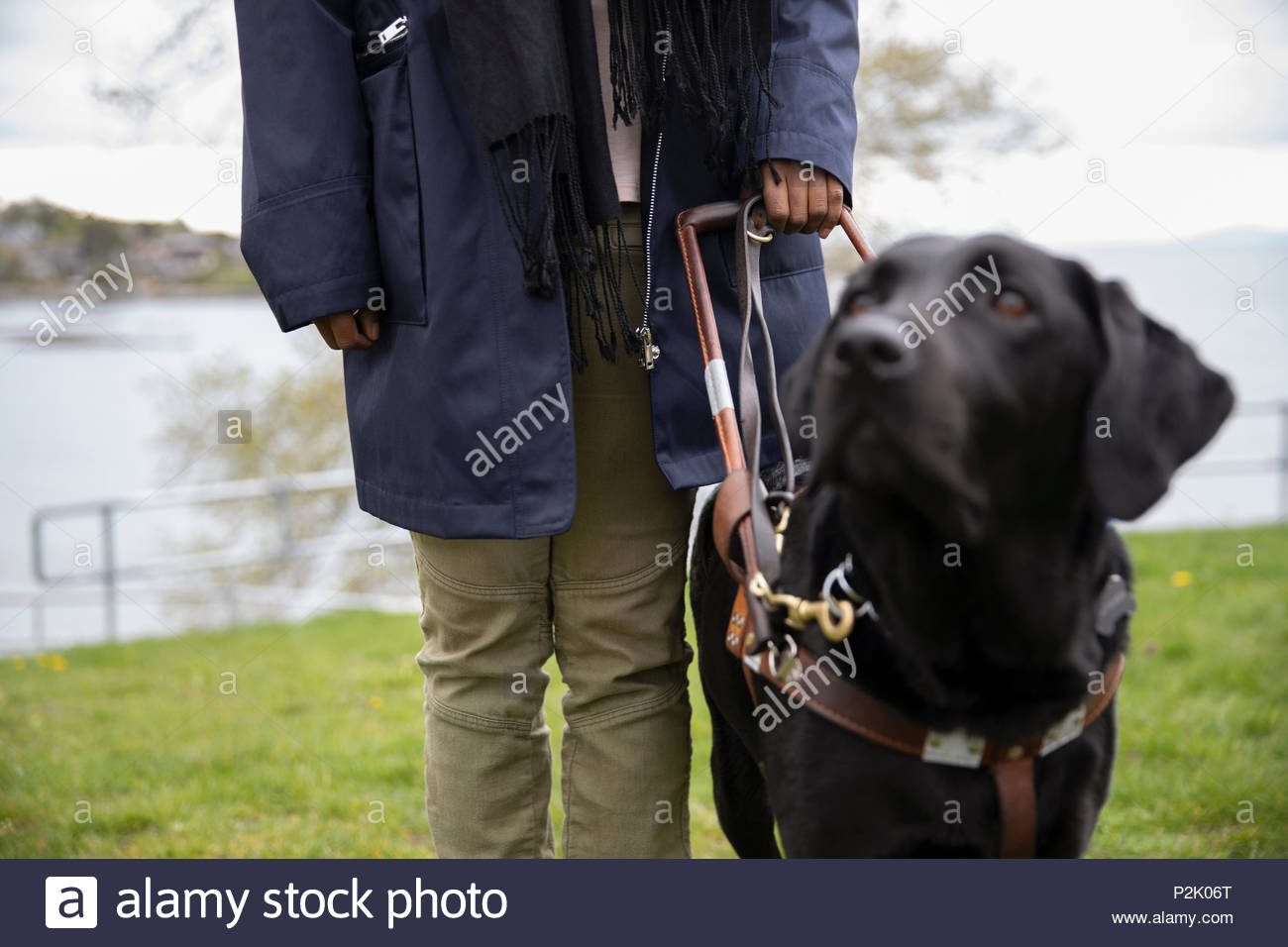 Black seeing eye dog leading visually impaired woman Stock Photo