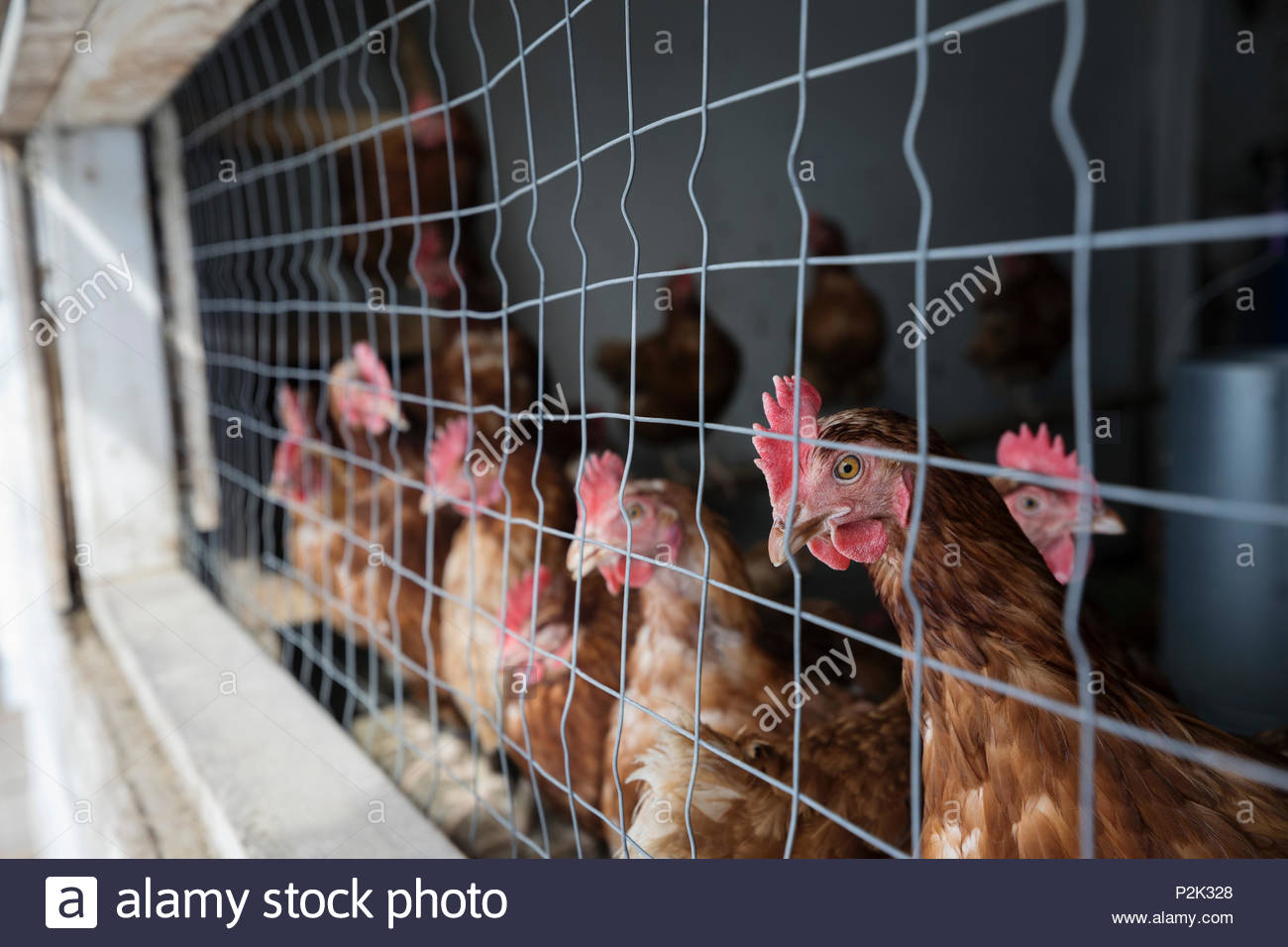 Chicken Wire Stock Photos & Chicken Wire Stock Images Alamy