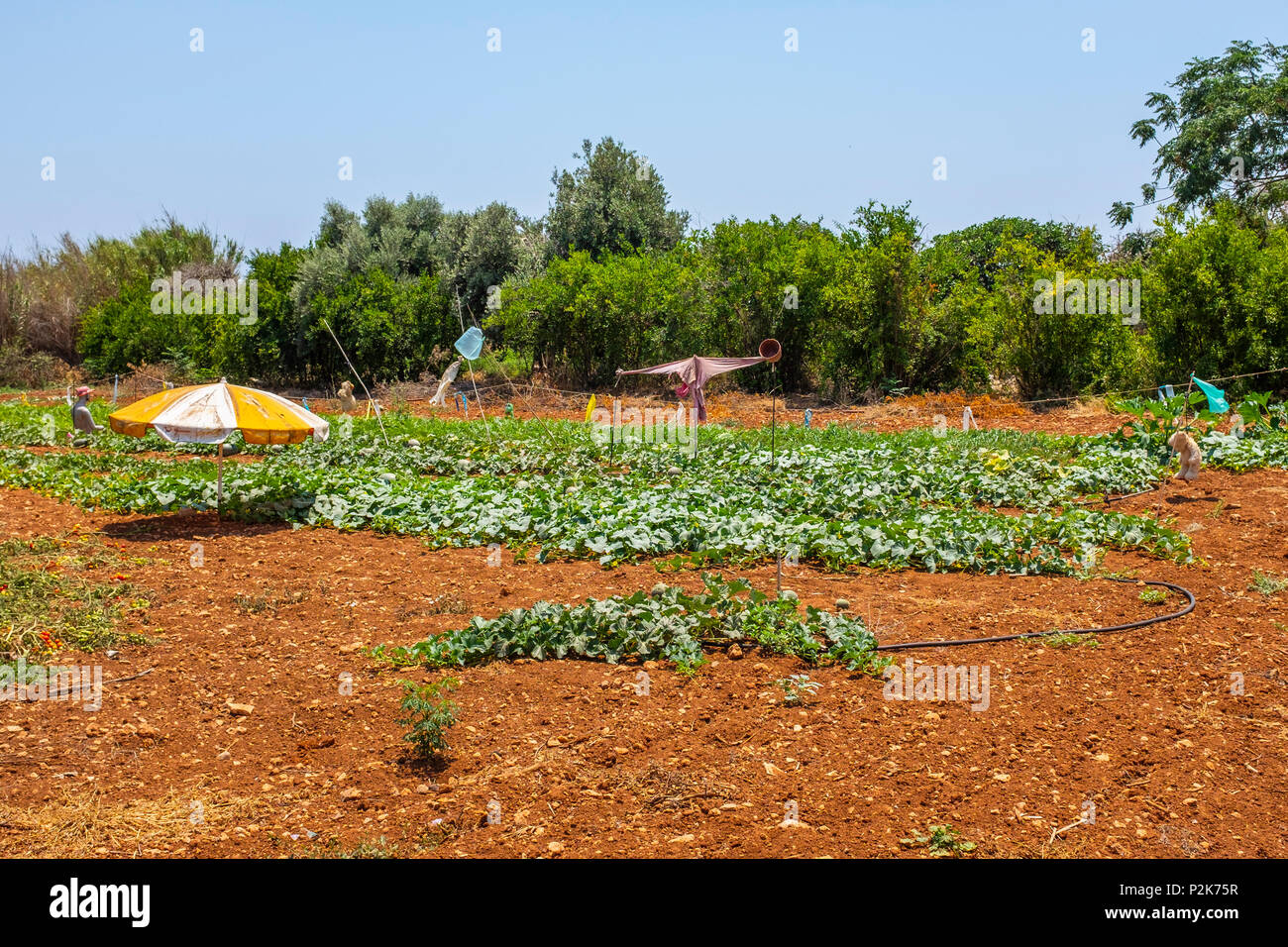 Small allotment growing vegetables, owned and farmed by a local Cypriot