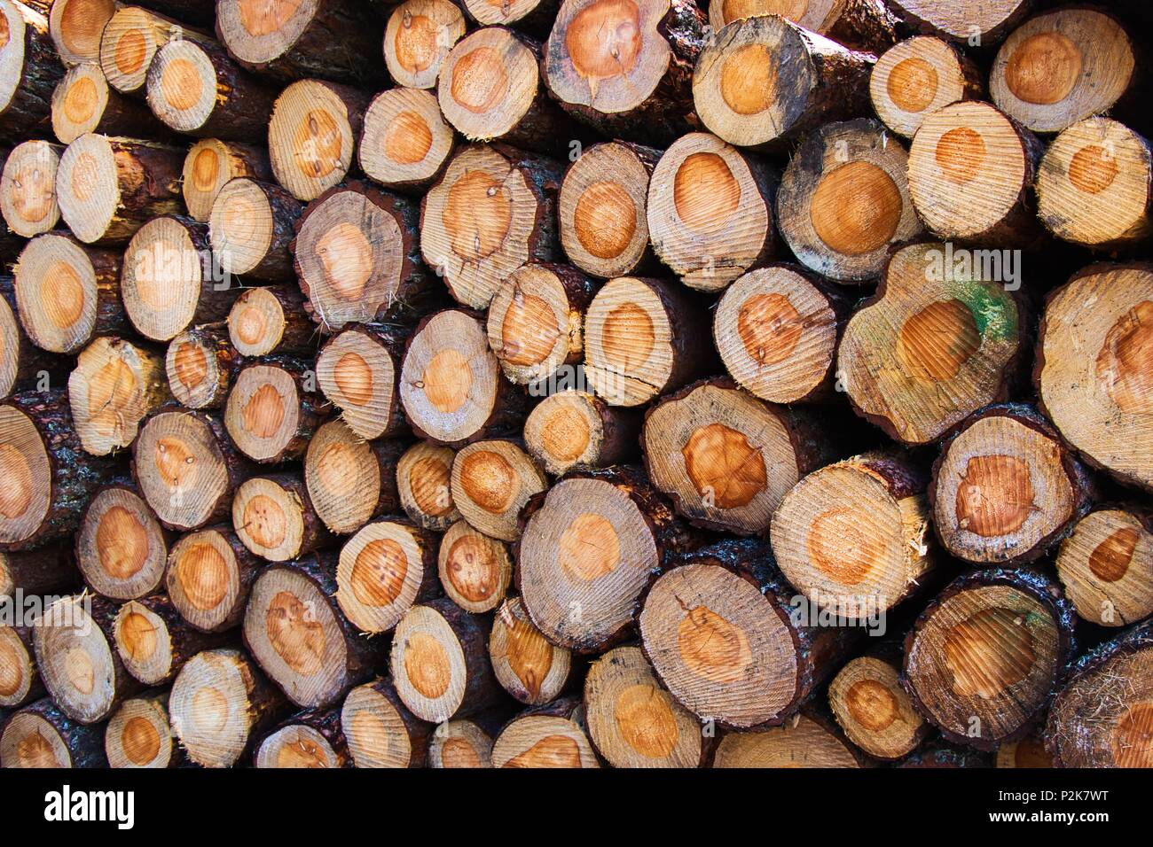 Stack of freshly cut timber in the Tay Forest, Kenmore Stock Photo Alamy