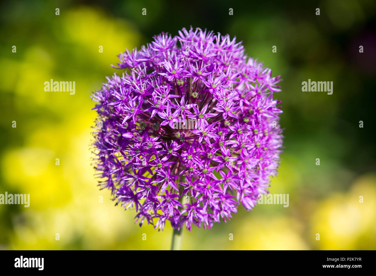 Aliums flowering in a garden in Ambleside, UK, Stock Photo