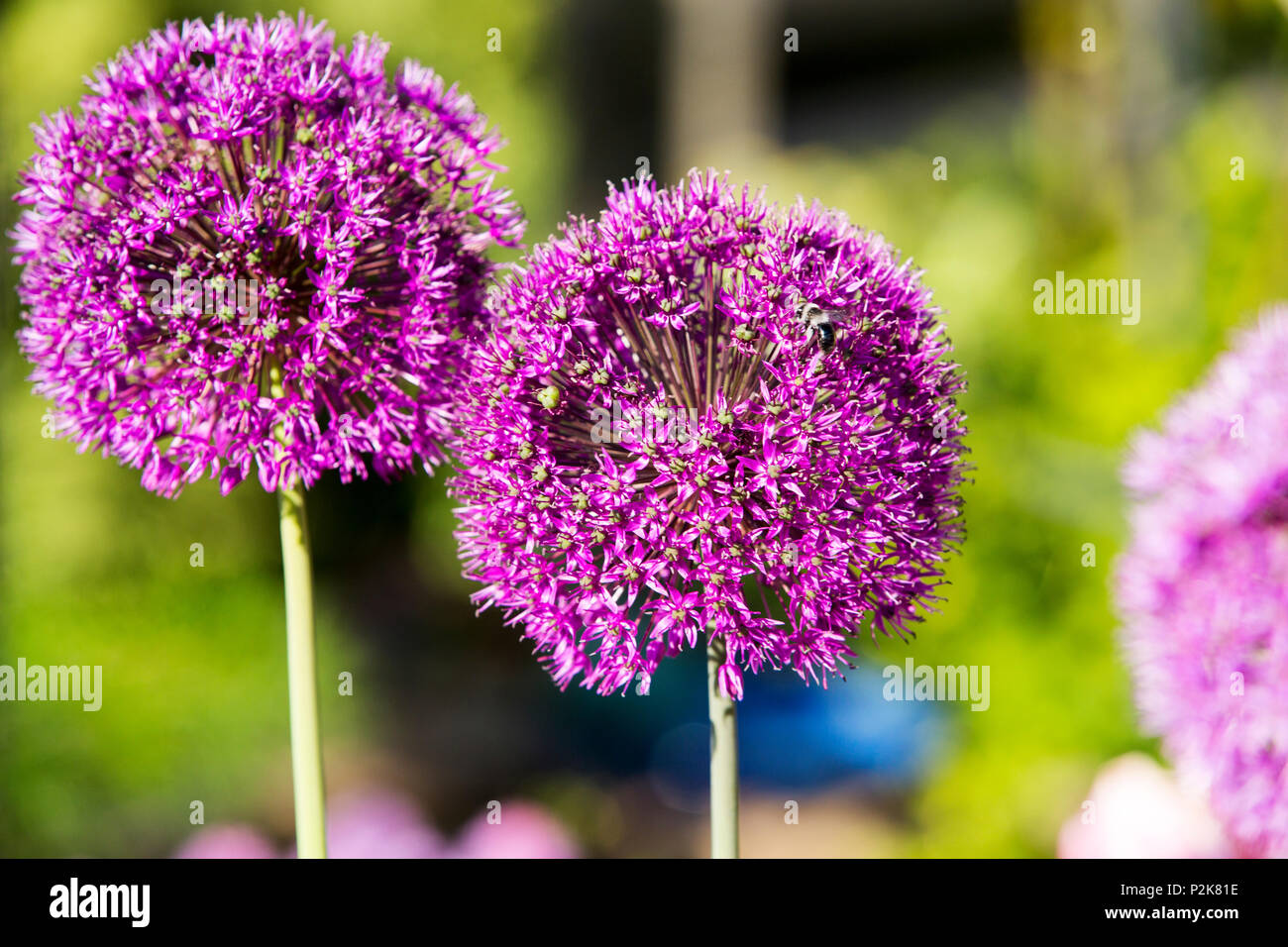 Aliums flowering in a garden in Ambleside, UK, Stock Photo
