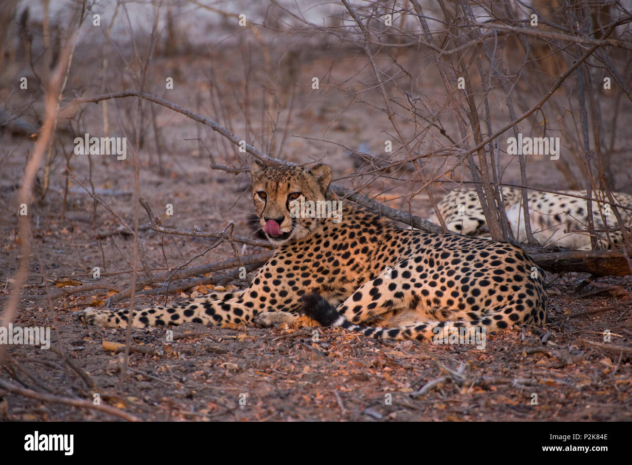Wild Cheetah Photographed on Safari in South Africa Stock Photo