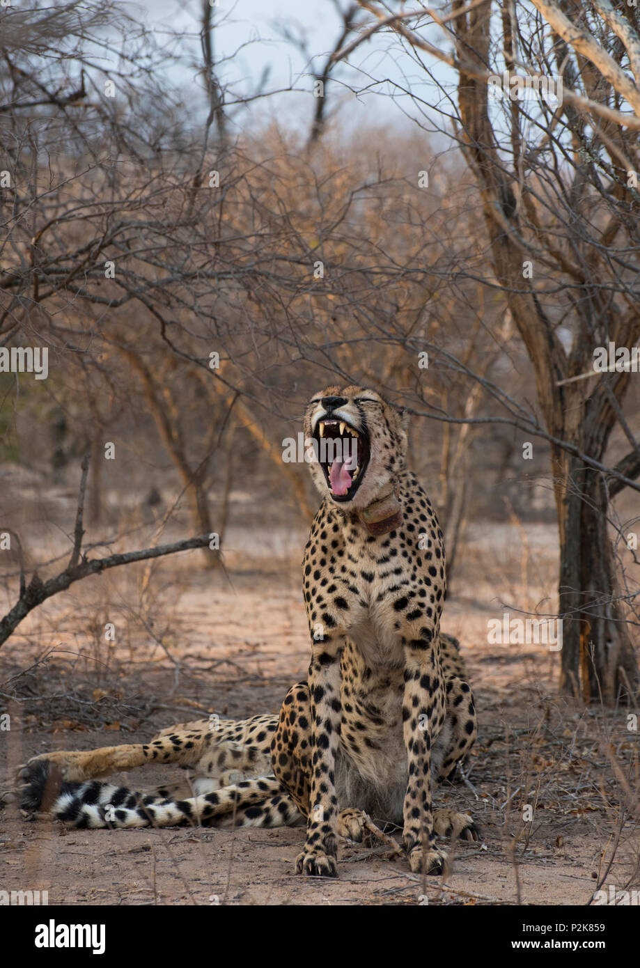 Wild Cheetah Photographed on Safari in South Africa Stock Photo