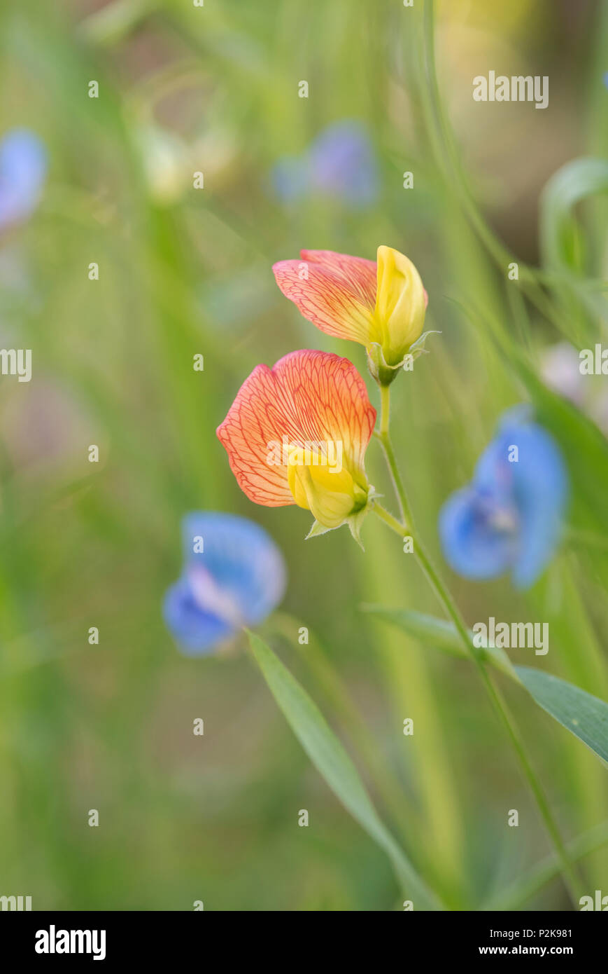 Two yellow sweet pea flowers hi-res stock photography and images - Alamy