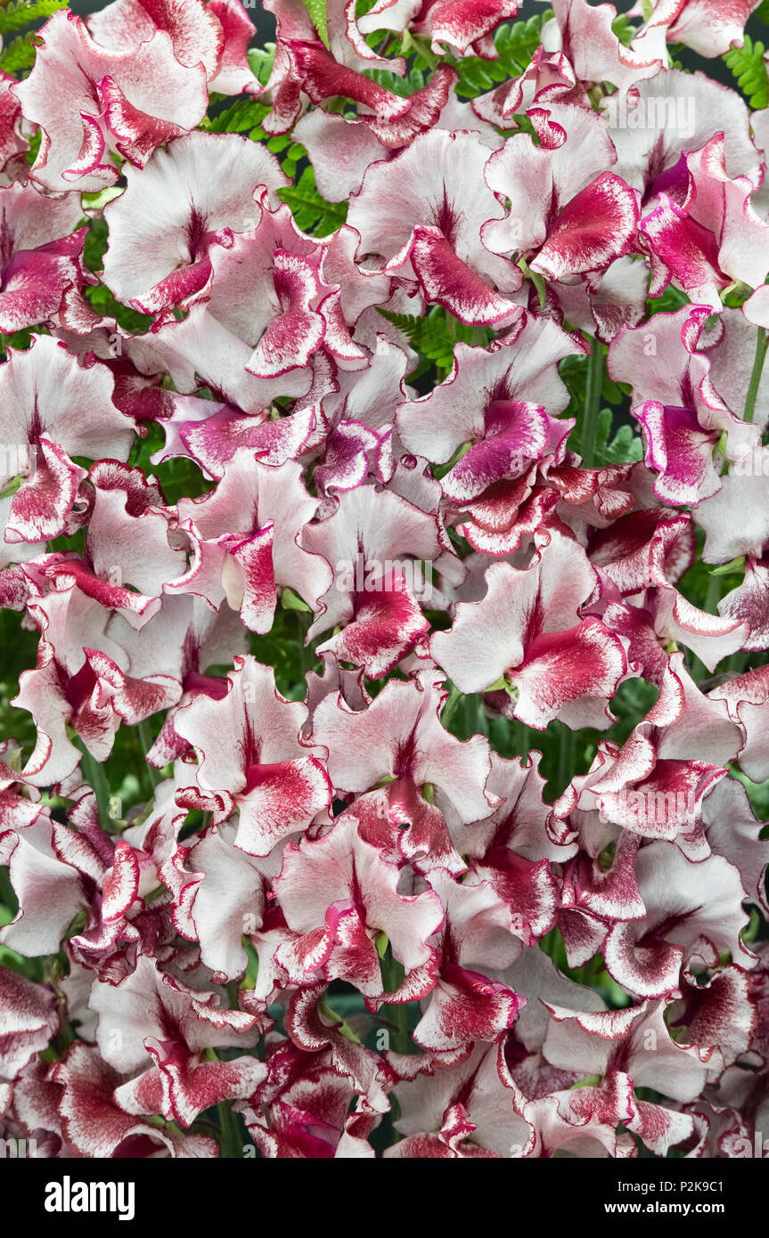 Lathyrus odoratus. Sweet pea ‘Lisa marie’ flower display at a flower show. UK Stock Photo