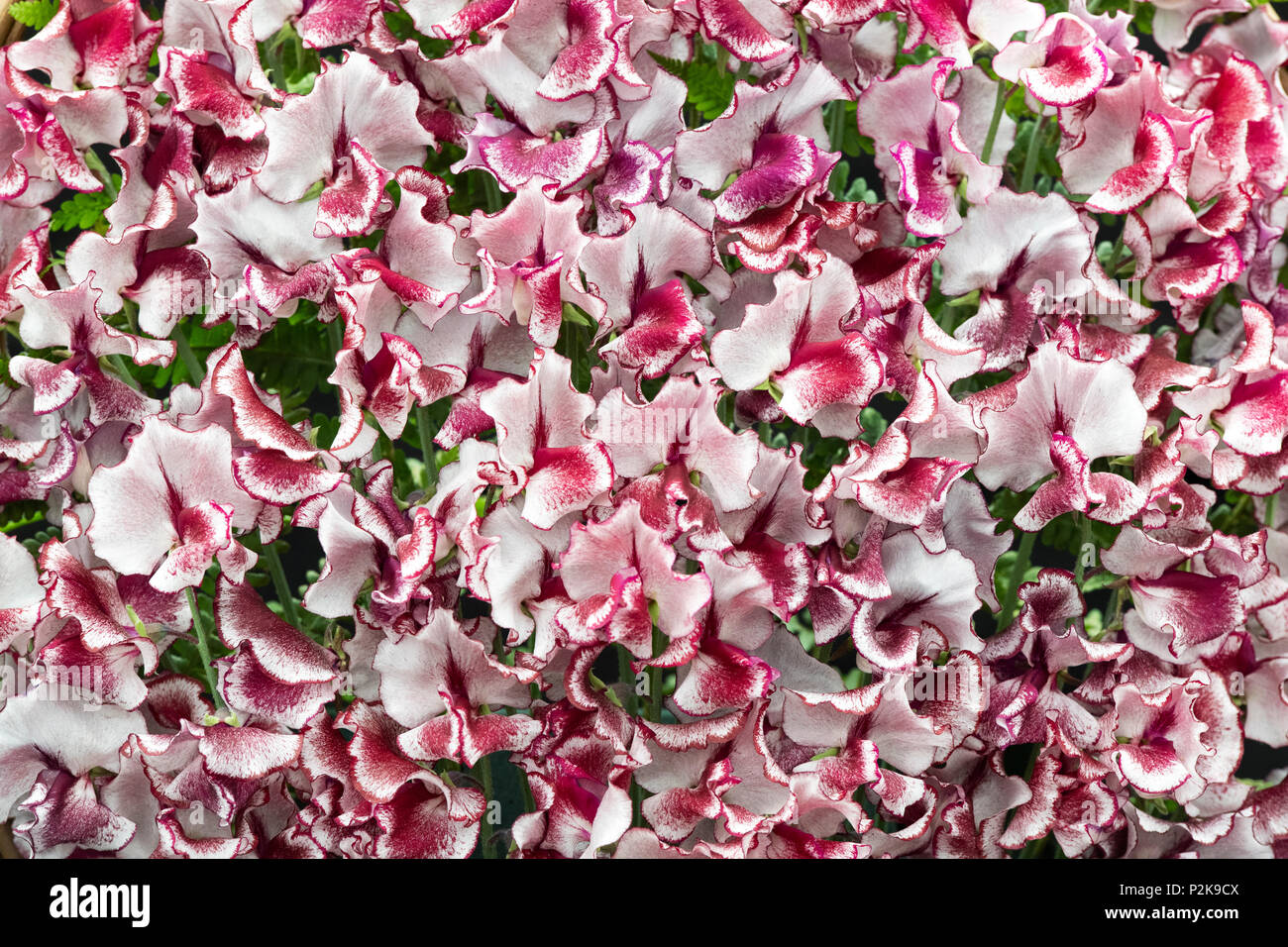 Lathyrus odoratus. Sweet pea ‘Lisa marie’ flower display at a flower show. UK Stock Photo