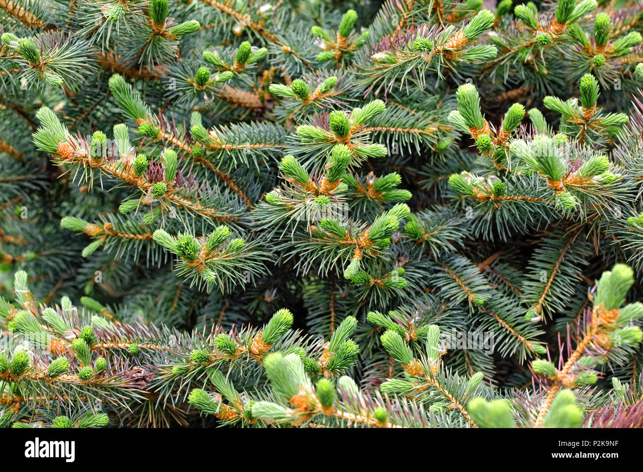 Spruce sprout close up hires stock photography and images Alamy