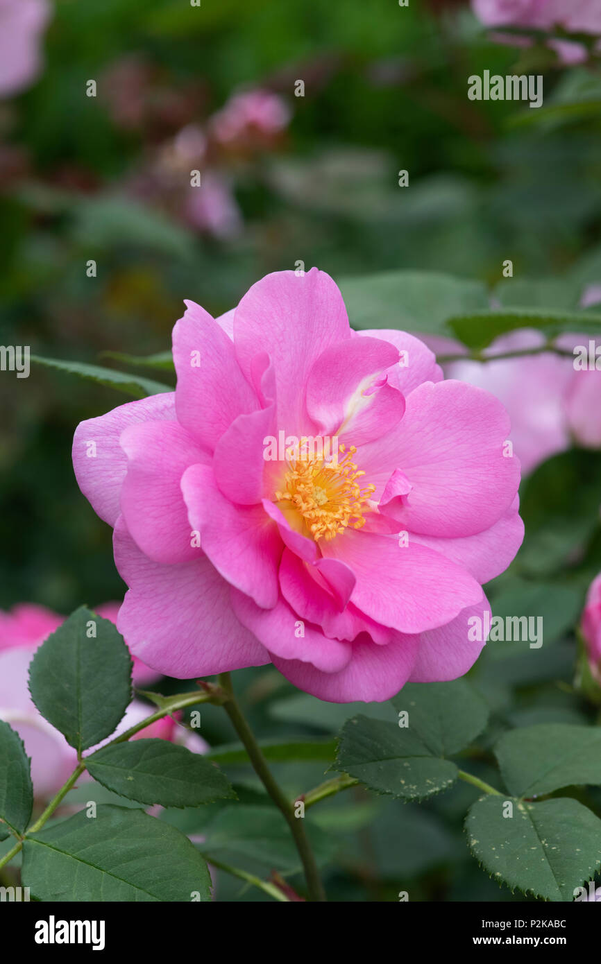 Rosa ‘Cariad’ / Auspanier. English Shrub Rose Stock Photo