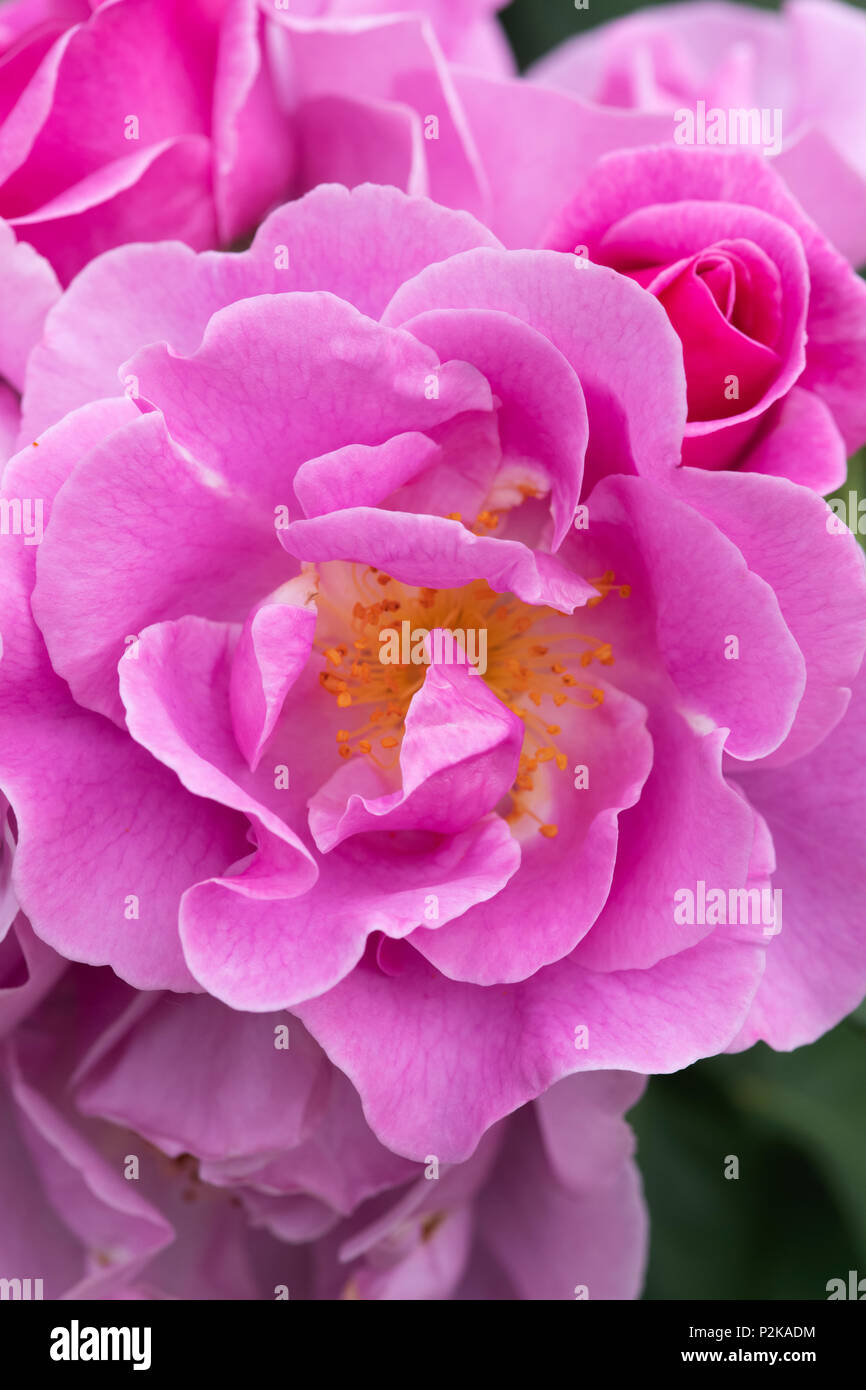 Rosa ‘Lucky!’ / Frylucy. Floribunda rose 'Lucky!' Stock Photo
