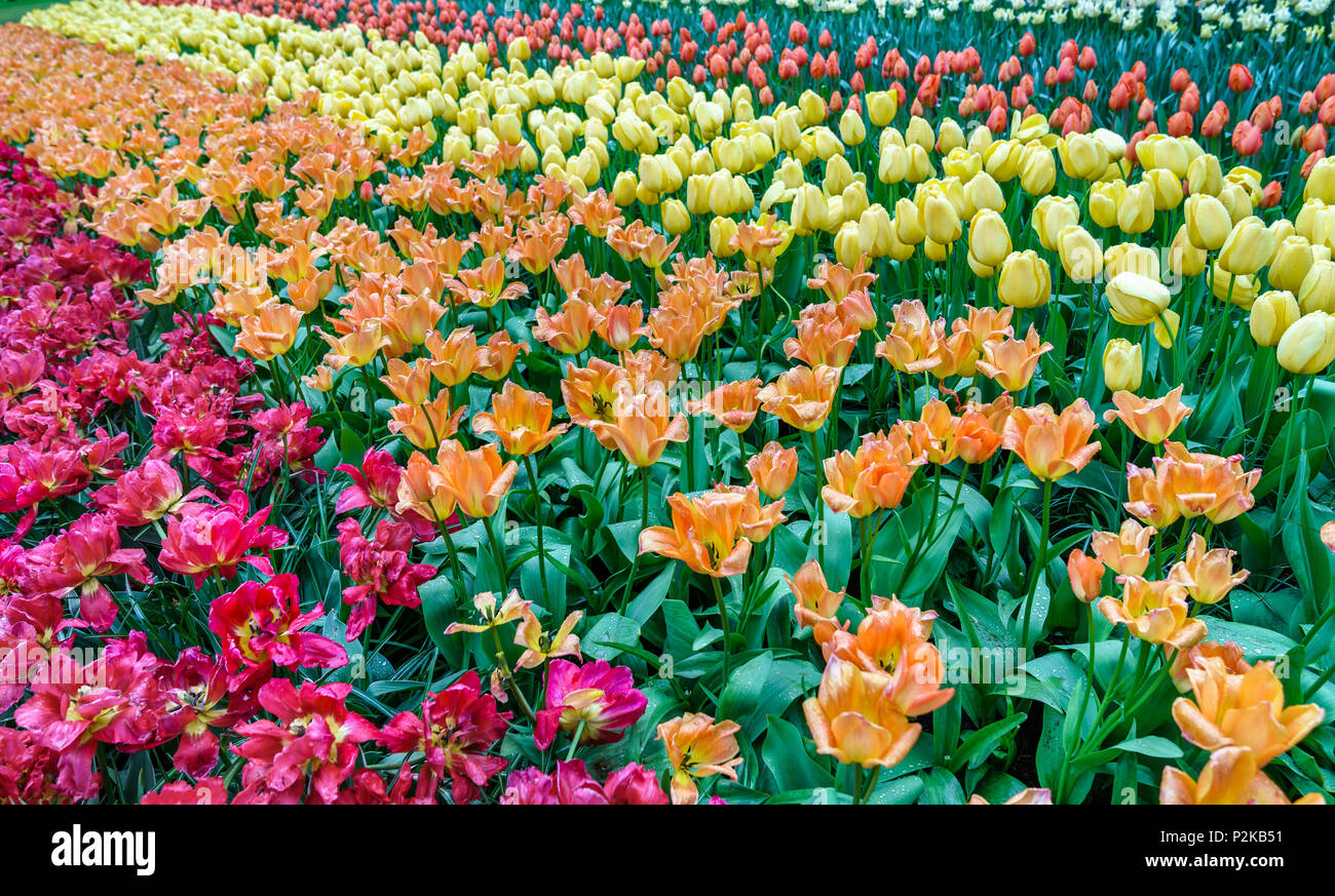 Colorful tulips at the Keukenhof, the Netherlands Stock Photo - Alamy