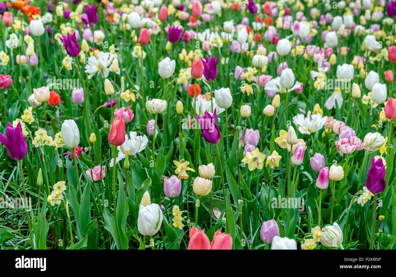 Colorful tulips at the Keukenhof, the Netherlands Stock Photo - Alamy