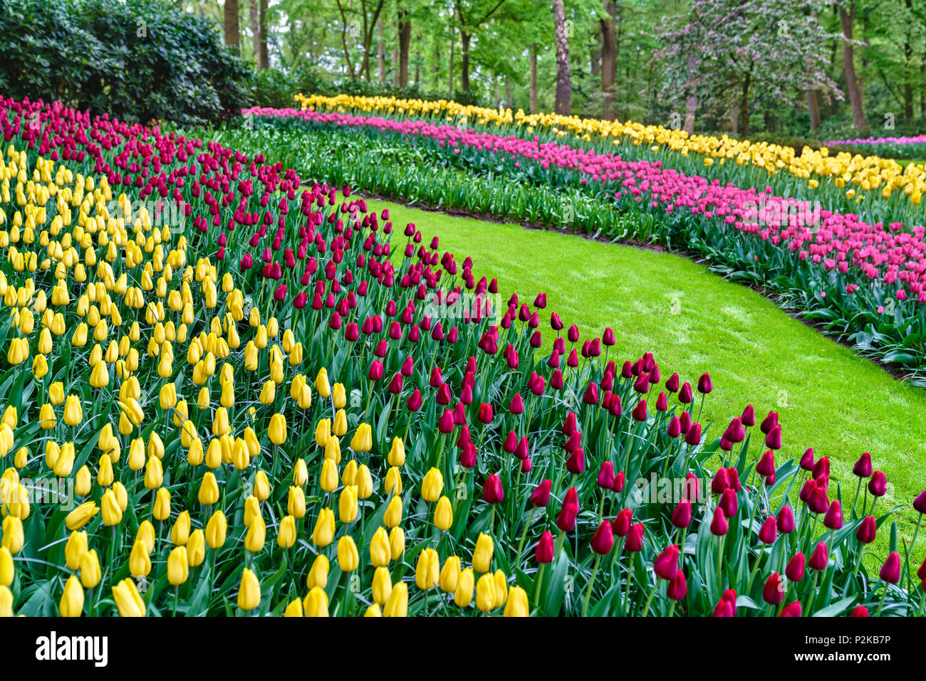 Colorful tulips at the Keukenhof, the Netherlands Stock Photo - Alamy