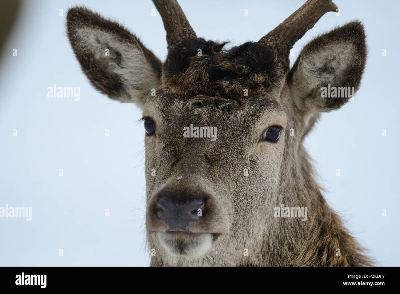 Red deer male head portrait, winter, (cervus elaphus) Stock Photo