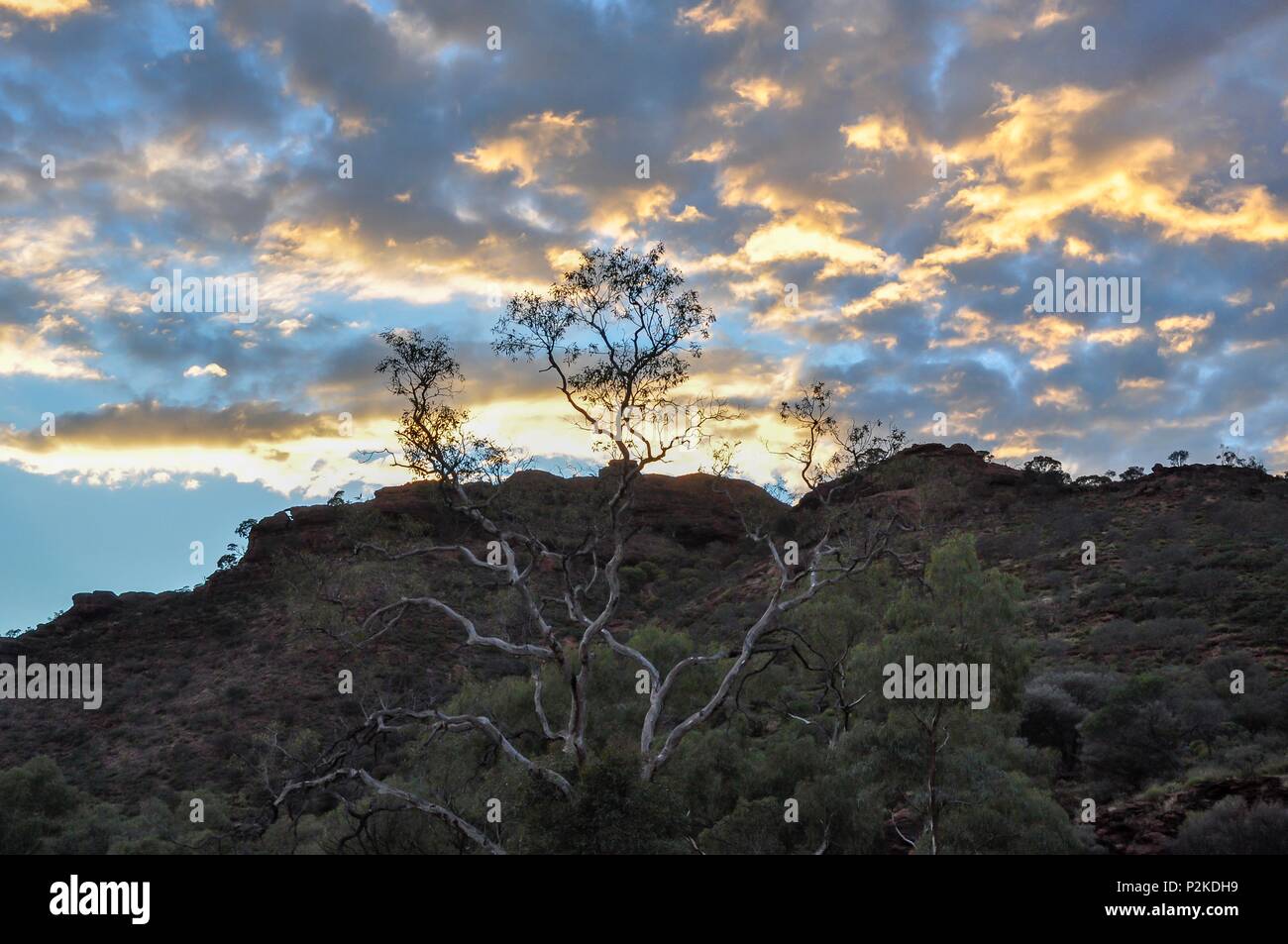 Trees at the top of a ridge silhouetted against the glowing sky at sunrise Stock Photo