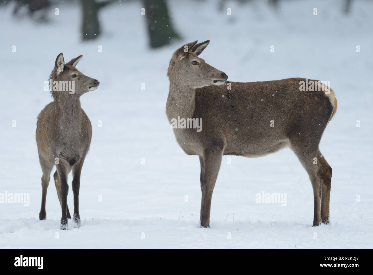 Red deer female with calf, winter, (cervus elaphus) Stock Photo
