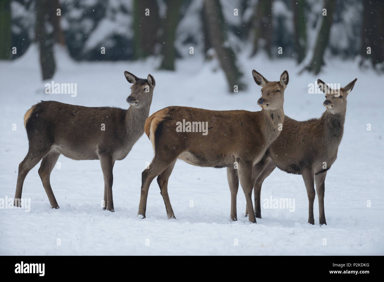 Red deer female group, winter,  (cervus elaphus) Stock Photo