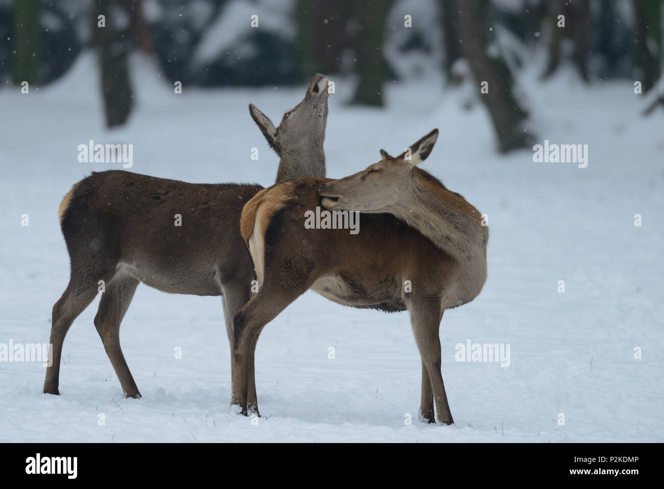 Red deer female with calf, winter, (cervus elaphus) Stock Photo