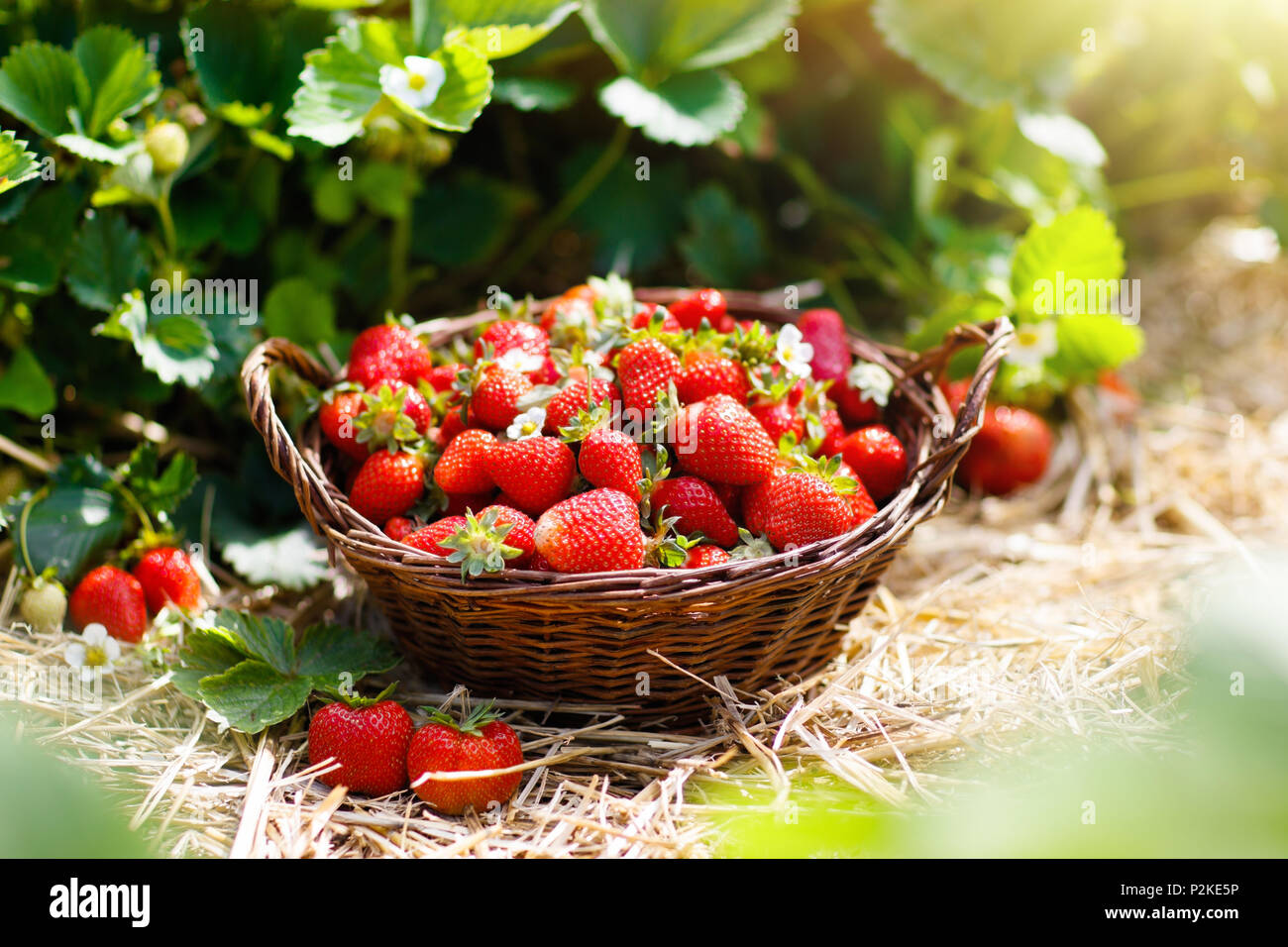 Self pick farm hi-res stock photography and images - Alamy
