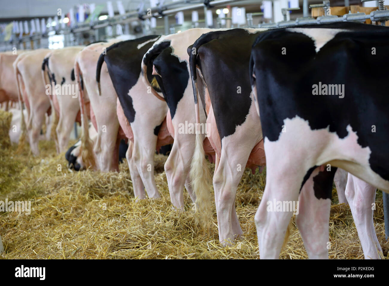 Black and white cows in the stable on farm Stock Photo - Alamy