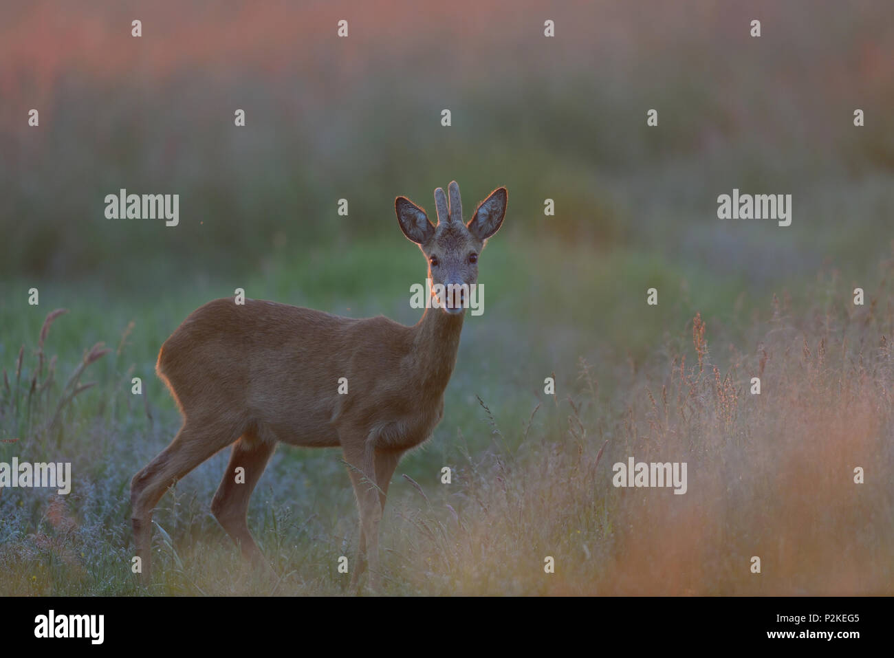 Roe buck stand on the meadow in the morning light, spring,  (capreolus capreolus) Stock Photo