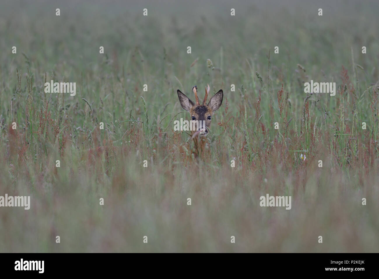 Roe buck look out of the high grass, summer,  (capreolus capreolus) Stock Photo