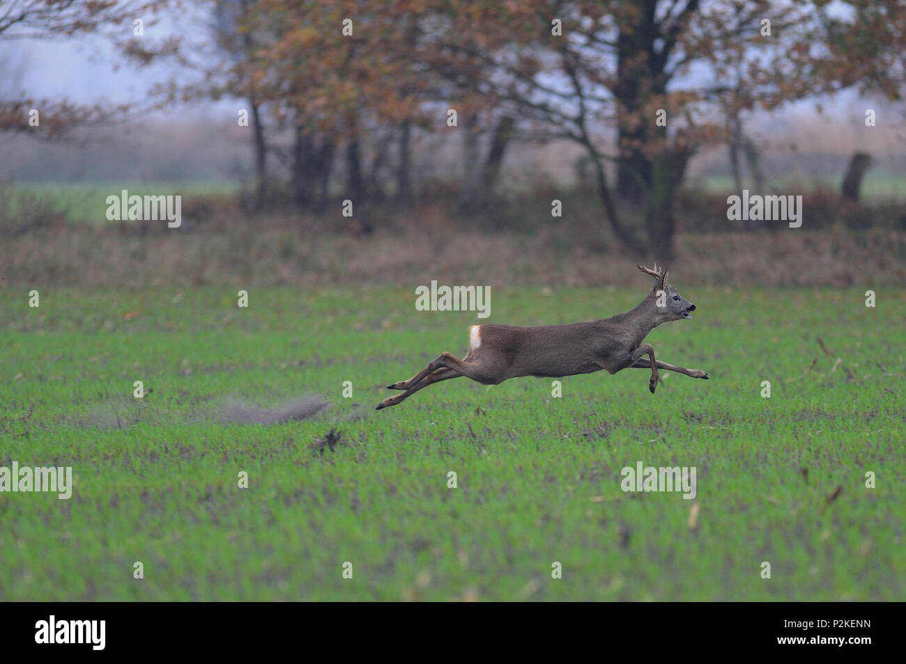 Roe buck are run over the field, autumn, (capreolus capreolus) Stock Photo