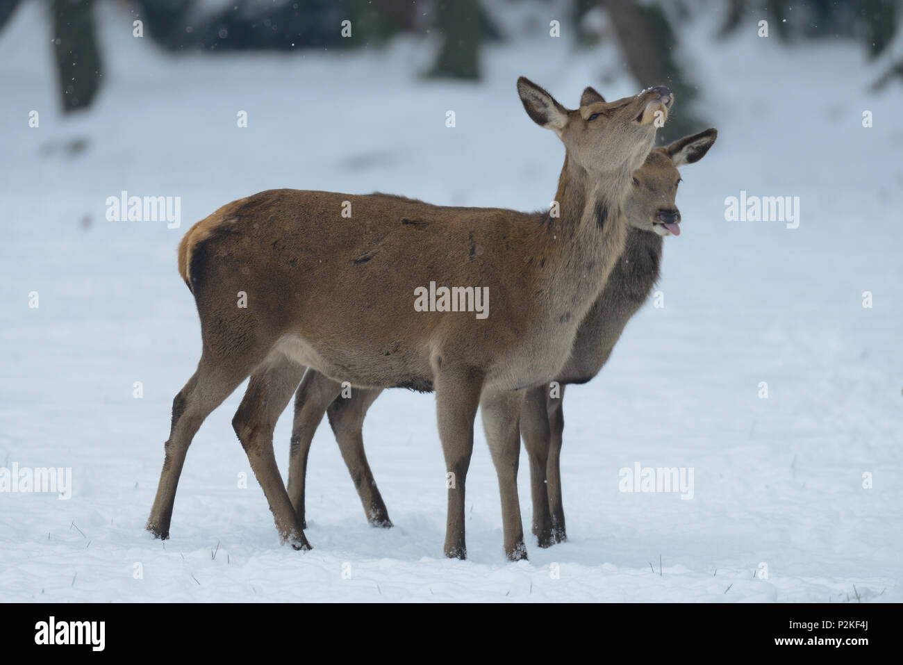 Red deer female with calf in the winter forest, (cervus elaphus) Stock Photo