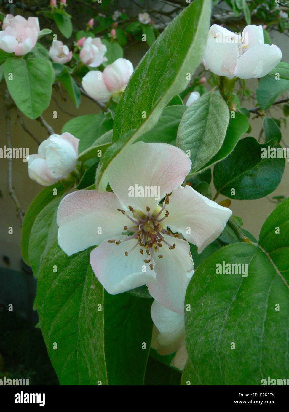 White quince flowers hi-res stock photography and images - Alamy