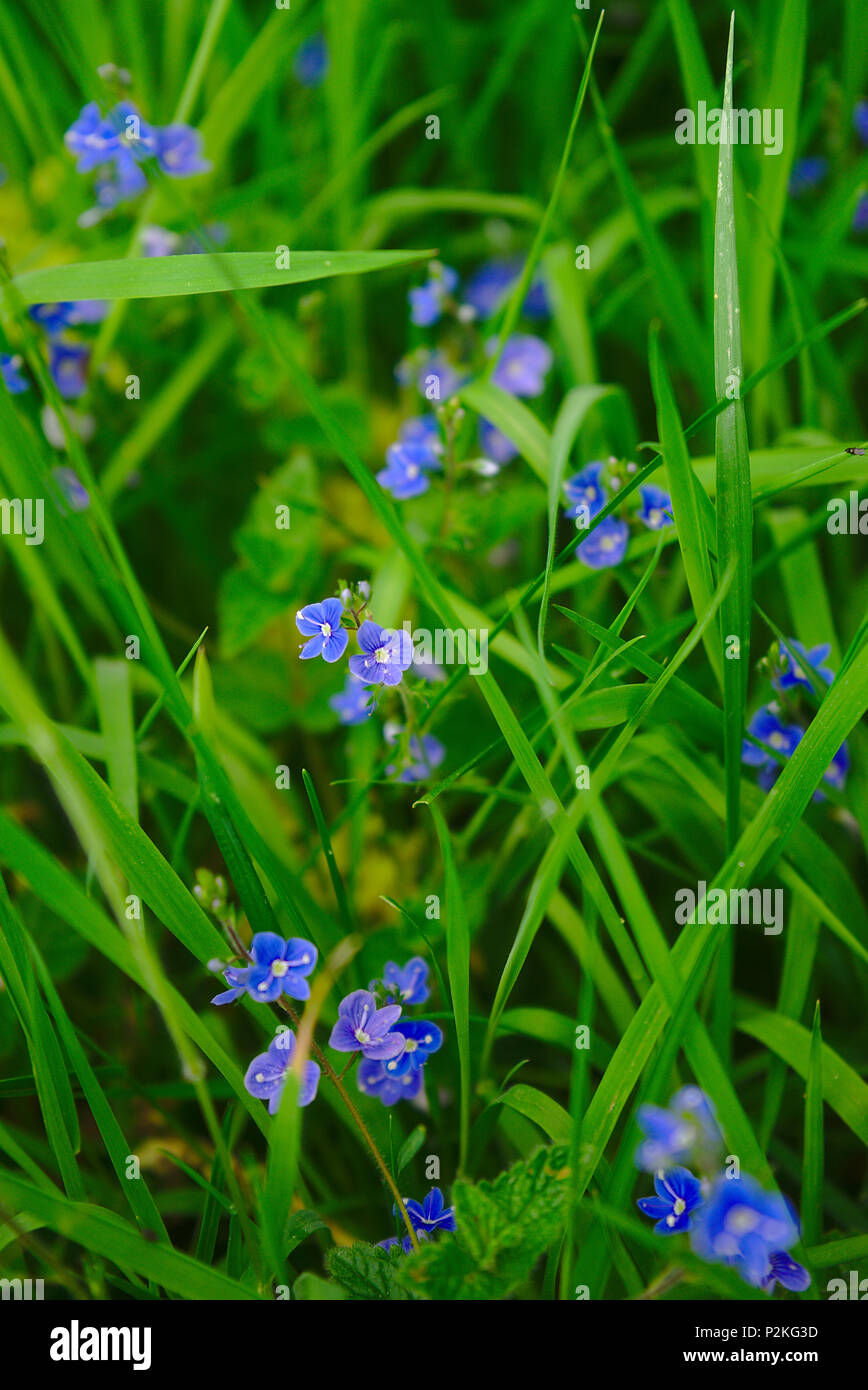 wild veronica flowers (Veronica), blue. In Auvergne Stock Photo
