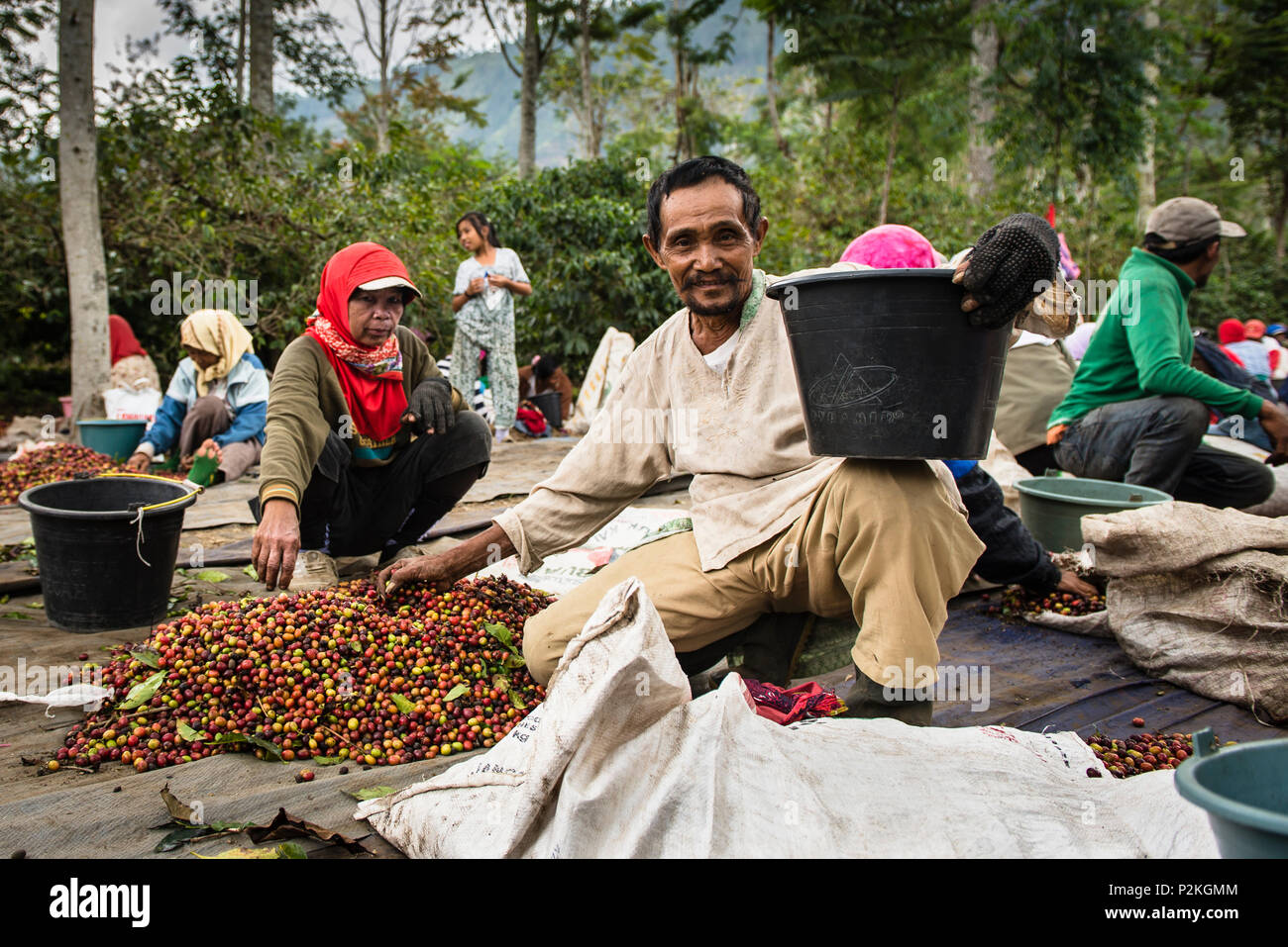 Coffee pickers at harvest on a coffee plantation - Indonesia, Java Stock Photo