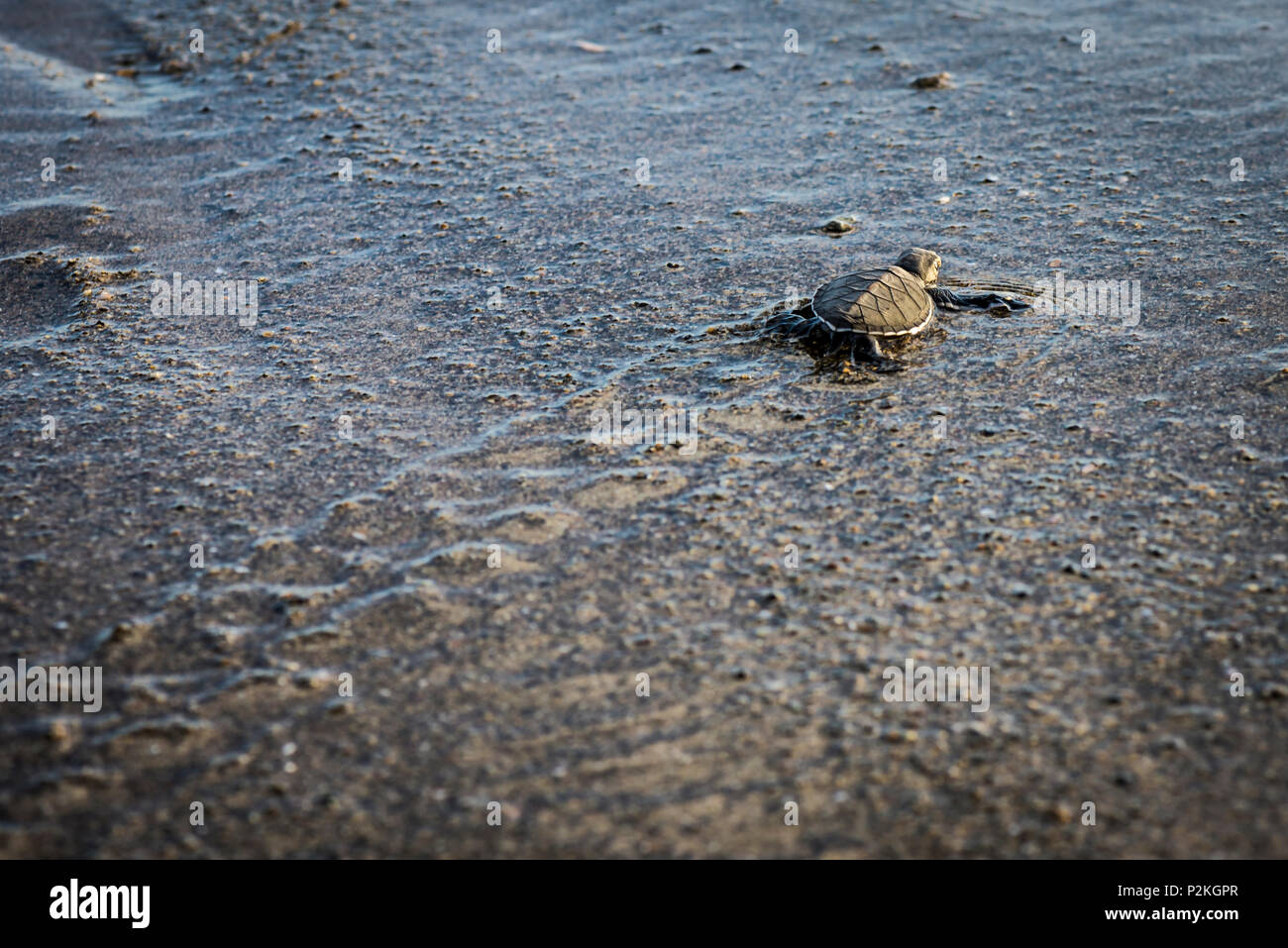 Baby green turtle shortly before the open sea in the wet sand - Indonesia, Java Stock Photo