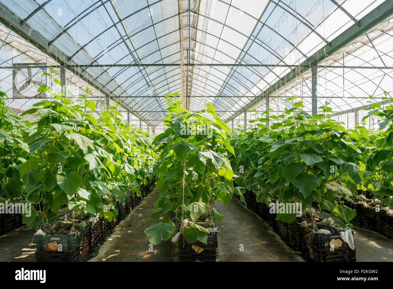 Melon growing in greenhouse hires stock photography and images Alamy