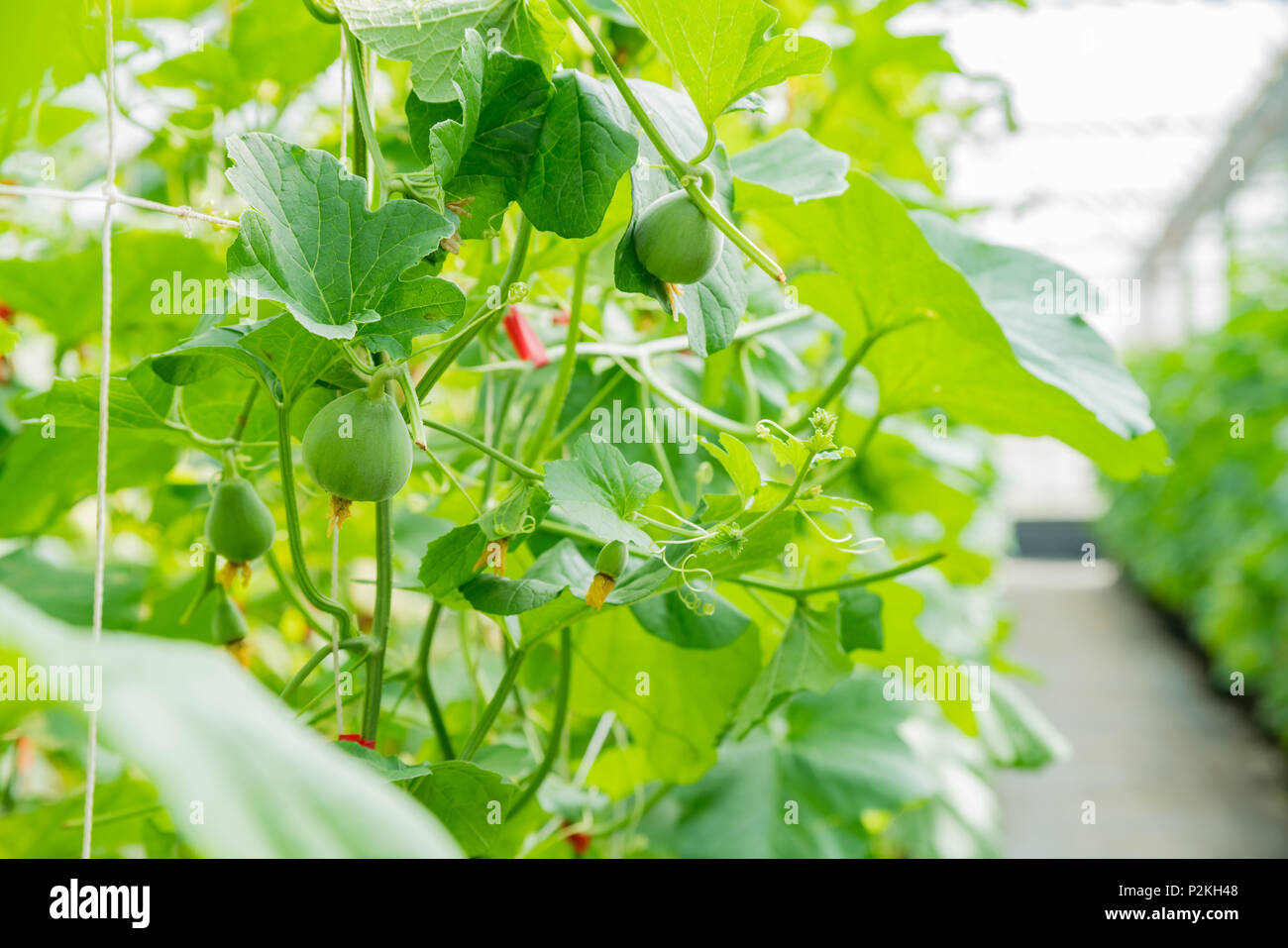 Melon growing in the greenhouse at Yuanli Township, Taiwan Stock Photo