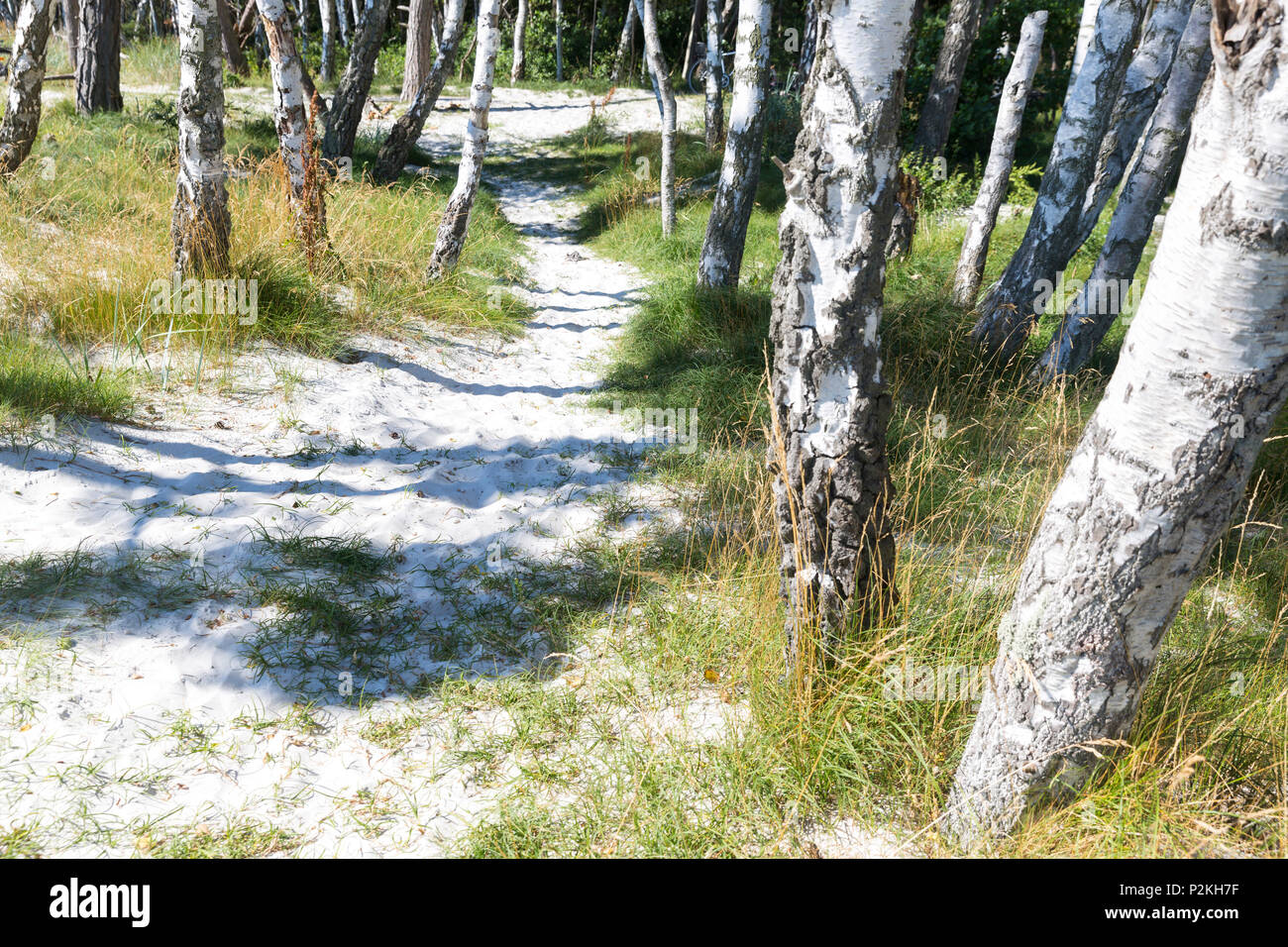 Sandy path between birch trees, dream beach between Strandmarken und Dueodde, Summer, Baltic sea, Bornholm, Strandmarken, Denmar Stock Photo