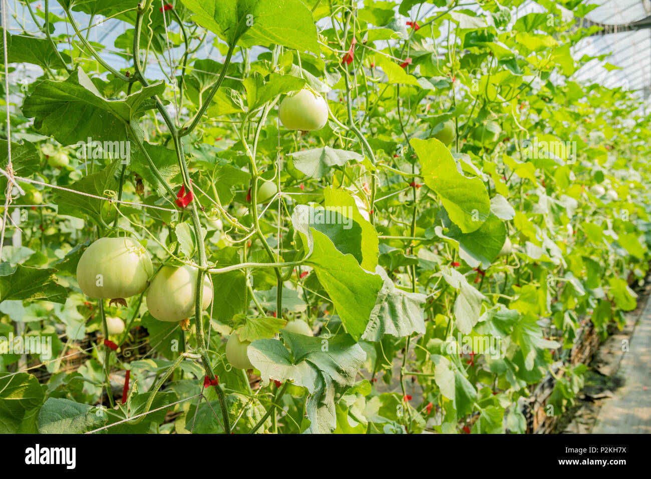Melon growing in the greenhouse at Yuanli Township, Taiwan Stock Photo