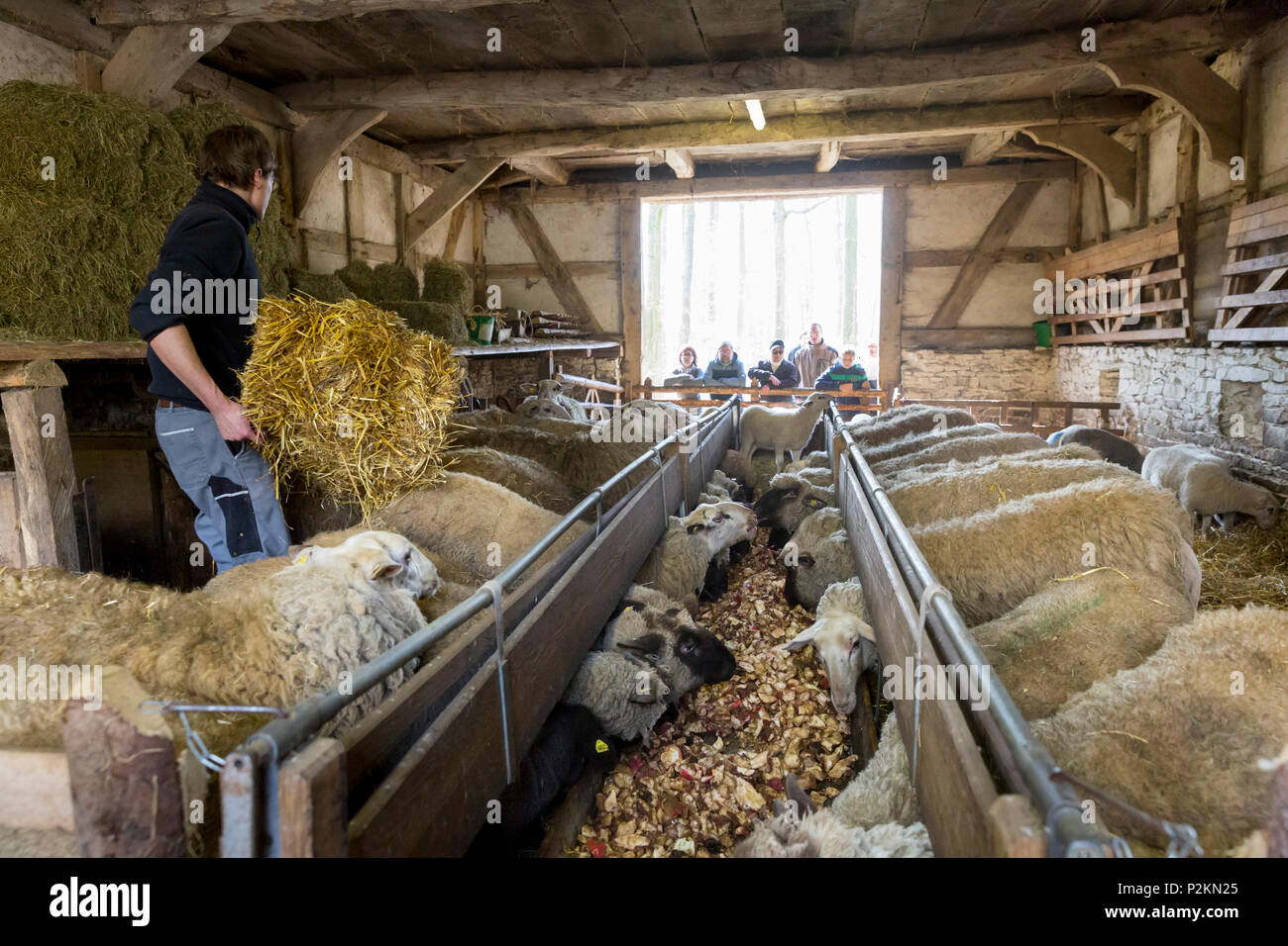 LWL-Open-Air Museum Detmold, farmer feeding the sheep, stable, traditional buildings, village life, Detmold, North Rhine-Westpha Stock Photo