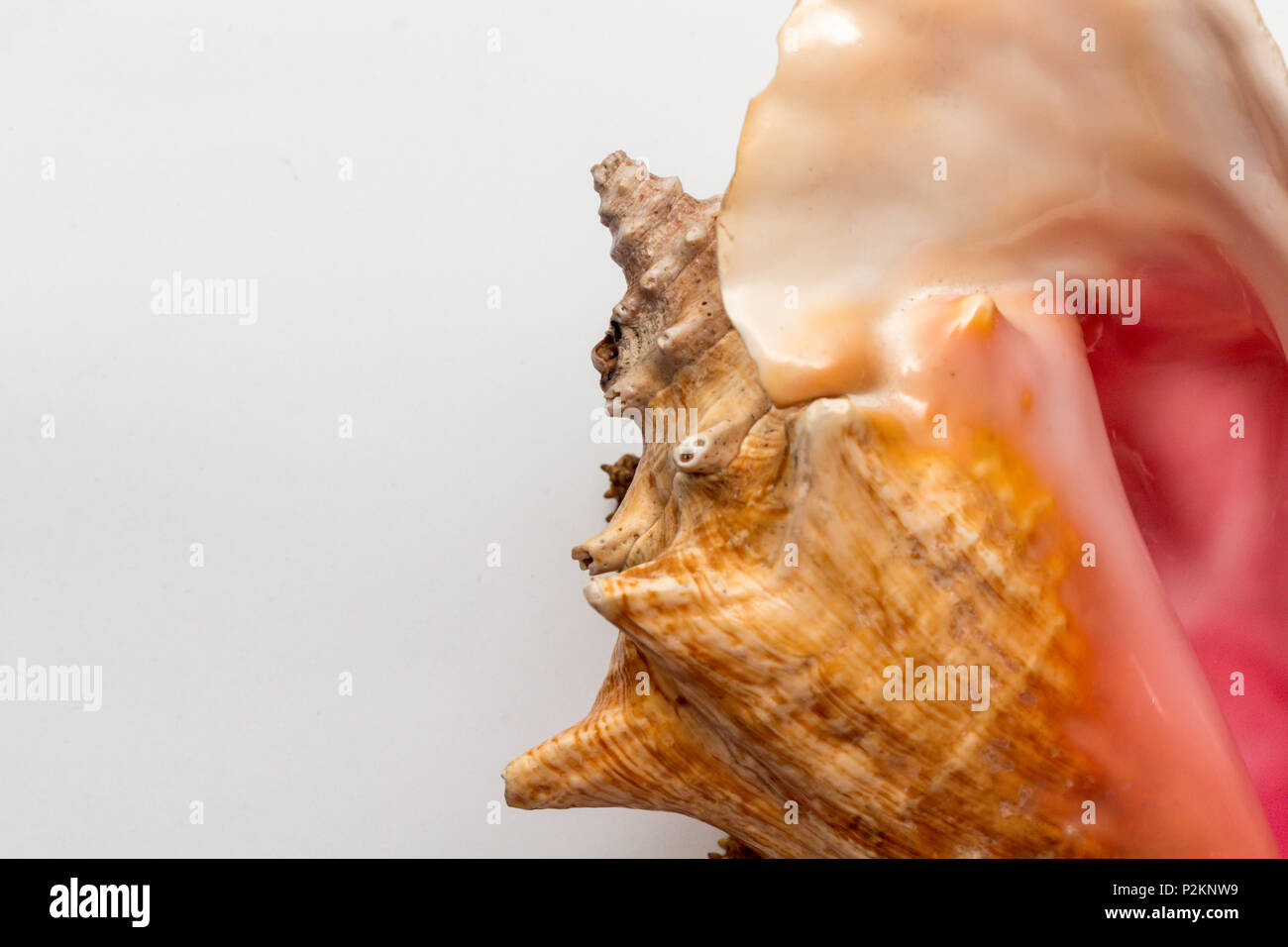 Dry gigantic sea shell. Soft surface inside, rough and textured on the outside. Stock Photo
