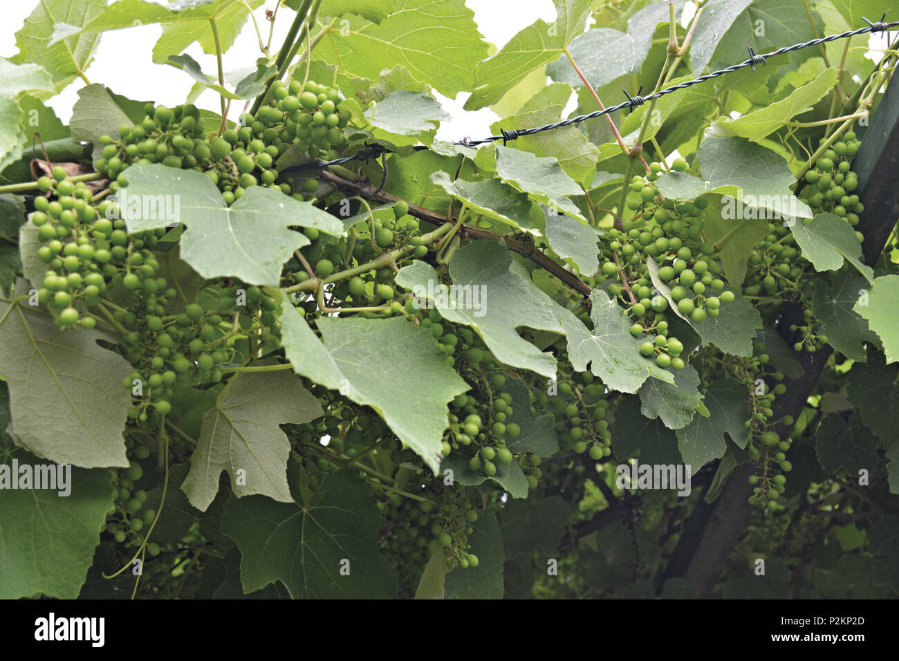 strawberry grapes the future bunches 10 Stock Photo Alamy