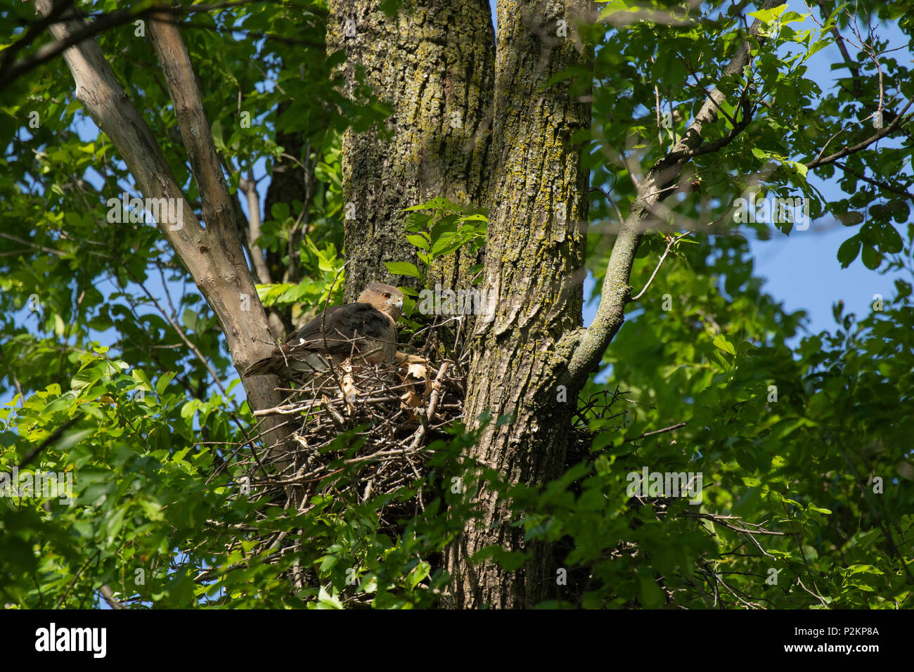 A female cooper's hawk at active nest in a park in Toronto, Ontario, Canada. Stock Photo