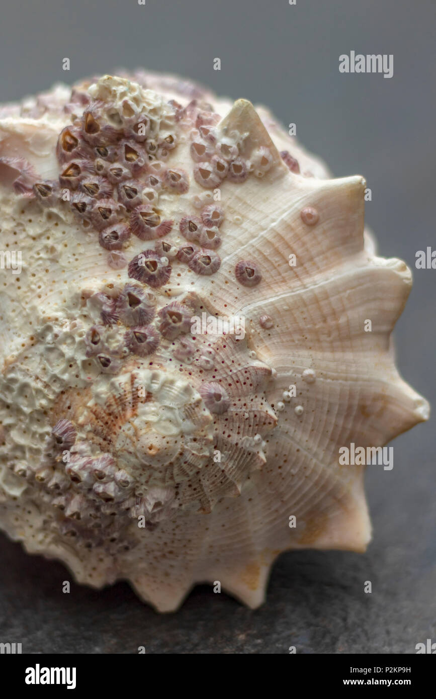Dull Shell Dry gigantic sea shell. Soft surface inside, rough and textured on the ...